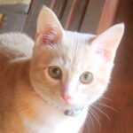 こねこ、そら、遊ぶ