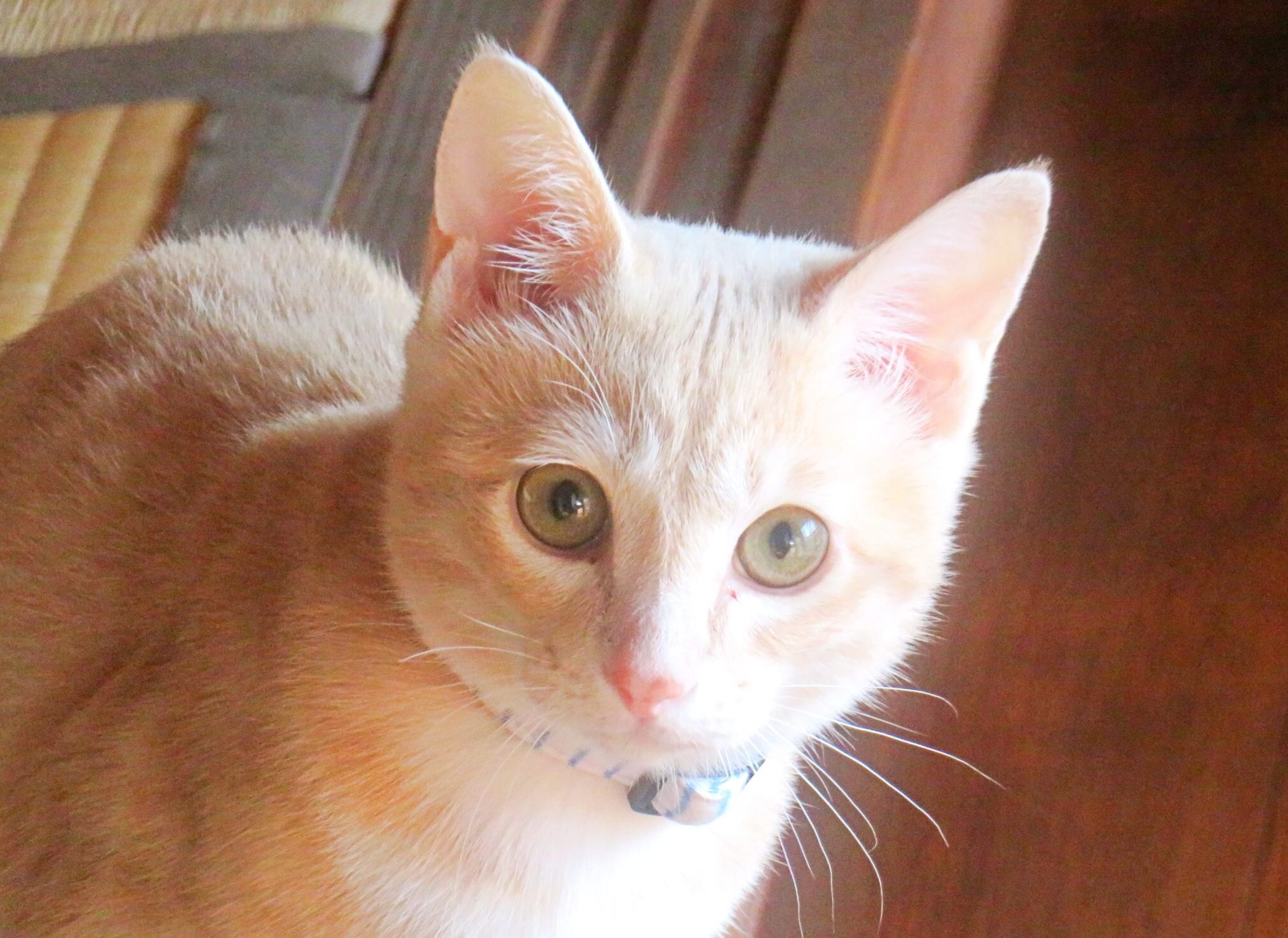 こねこ、そら、遊ぶ