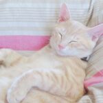 こねこ、そら、ベッド