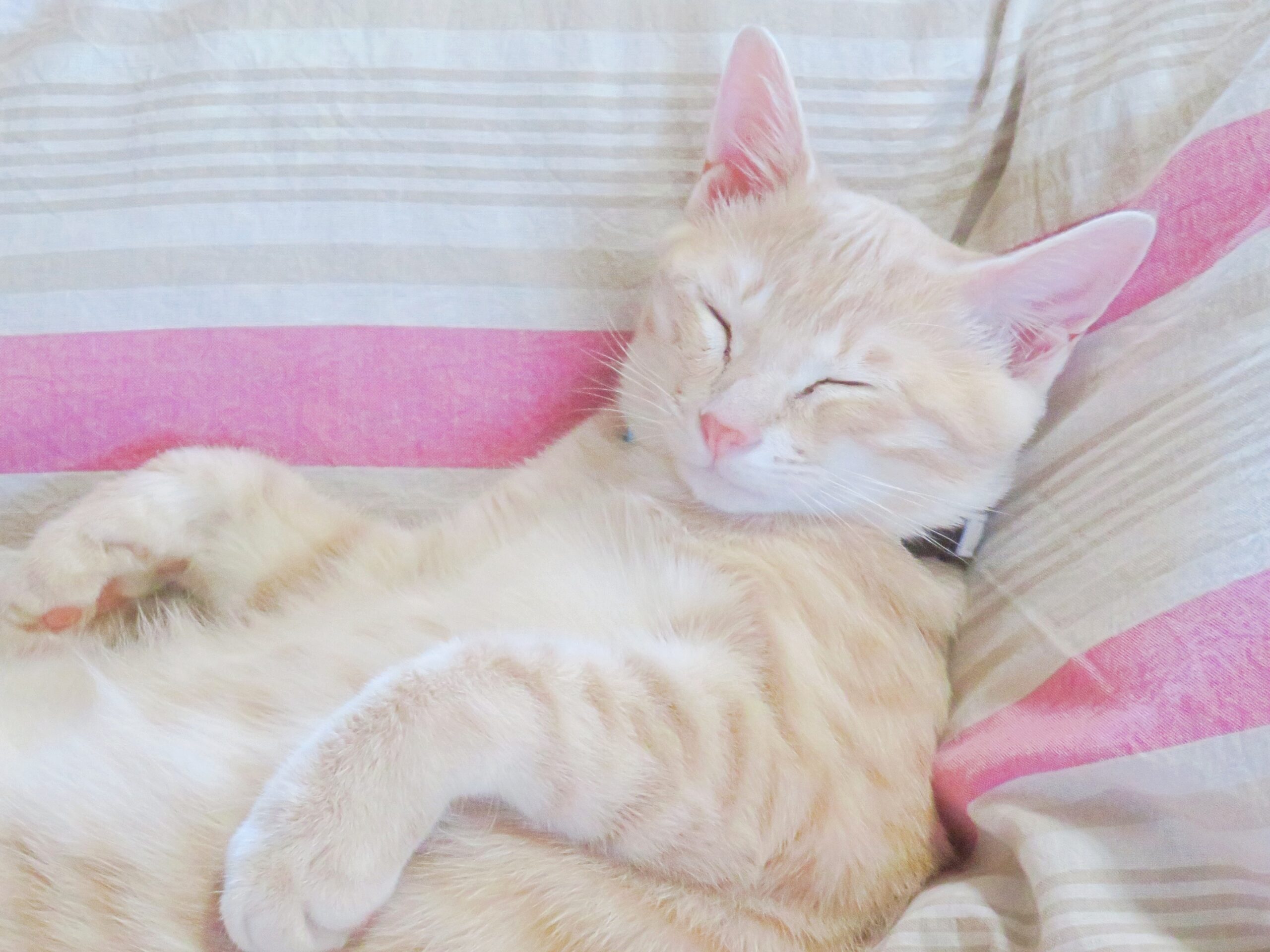 こねこ、そら、ベッド
