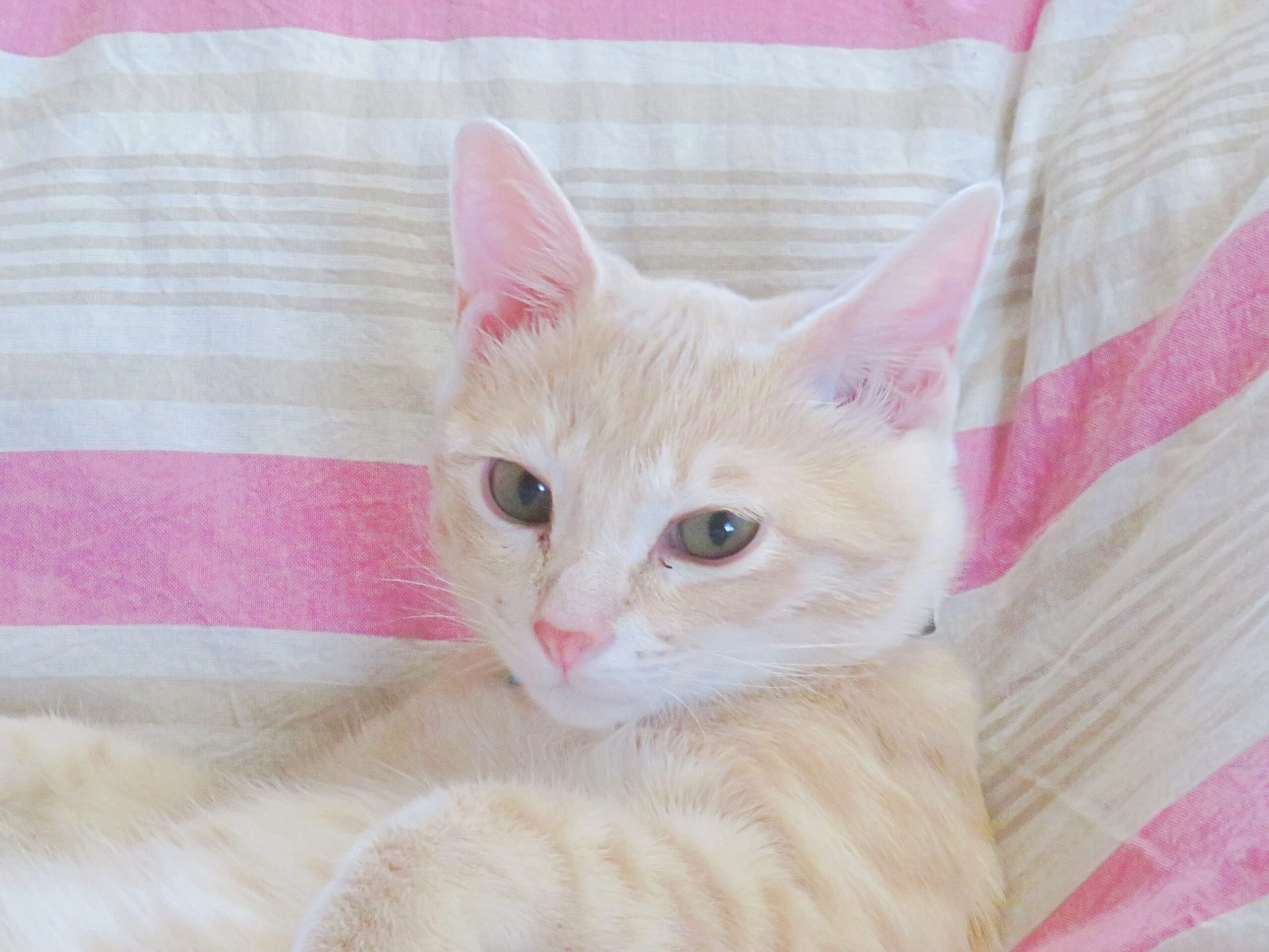 こねこ、そら、ベッド