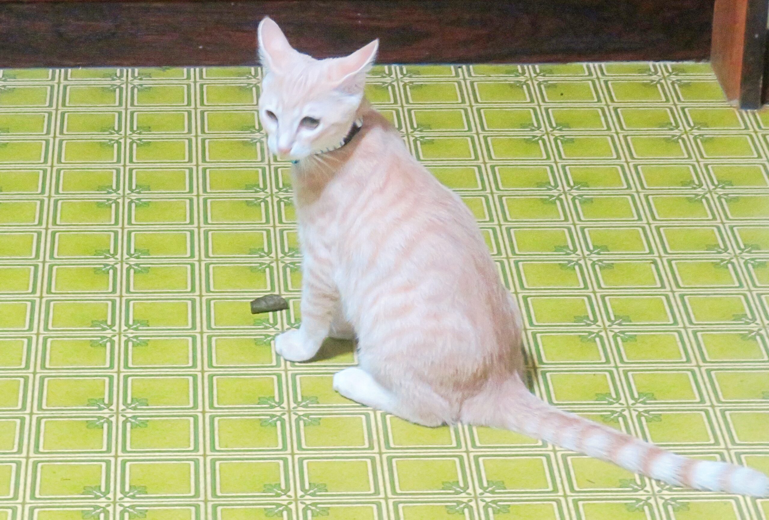 こねこ、そら、遊ぶ