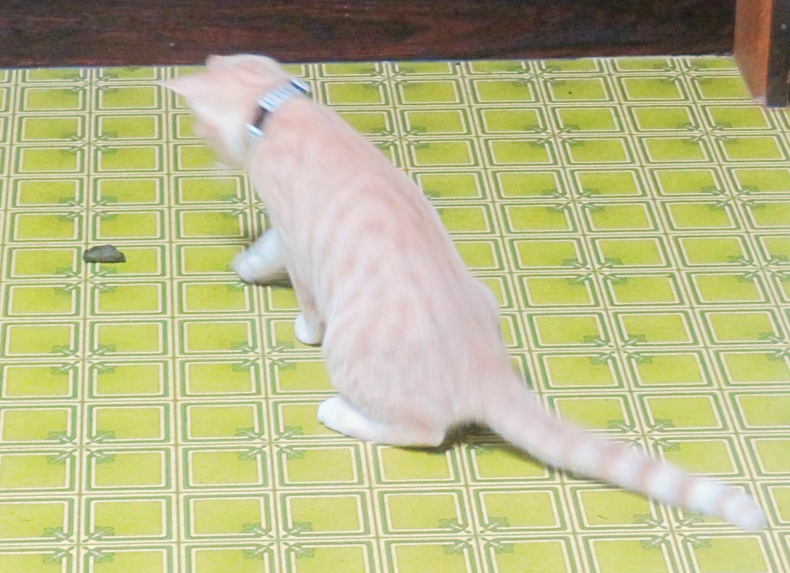 こねこ、そら、遊ぶ