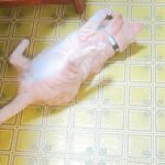 こねこ、そら、遊ぶ