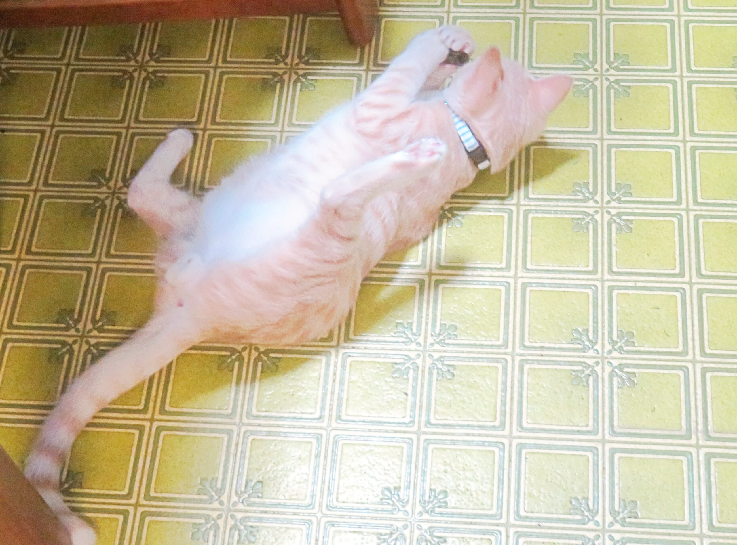 こねこ、そら、遊ぶ