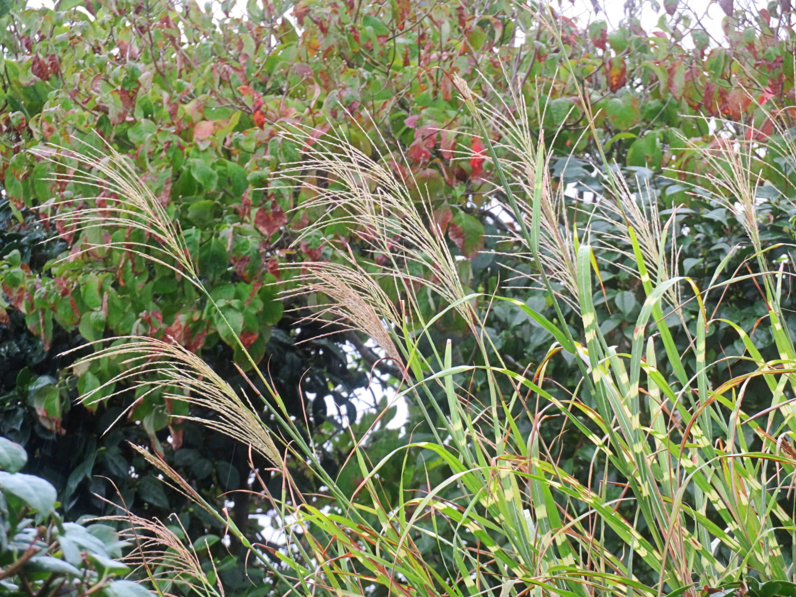 雨のススキと花水木