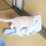 こねこ、そら、遊ぶ