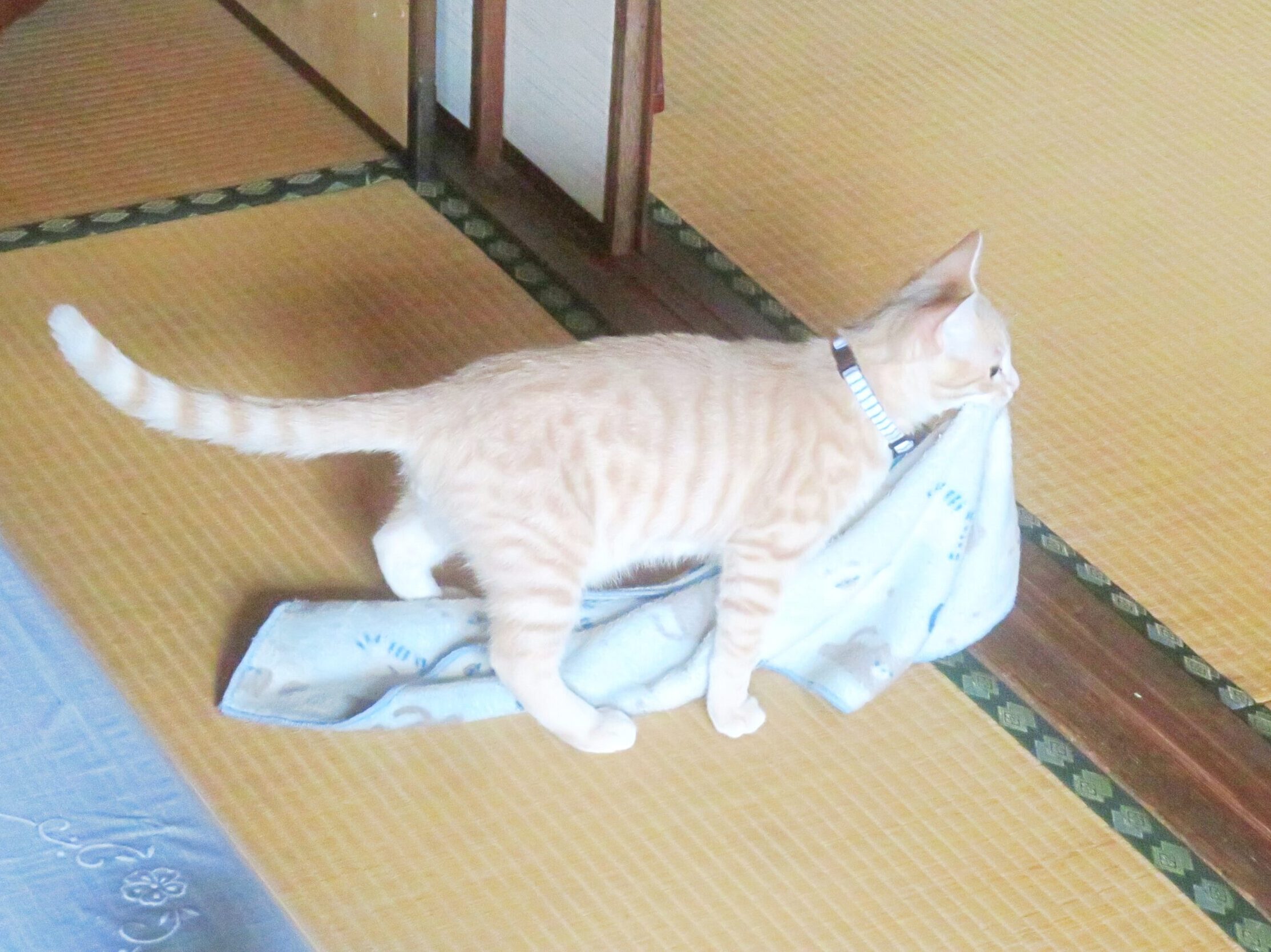 こねこ、そら、遊ぶ