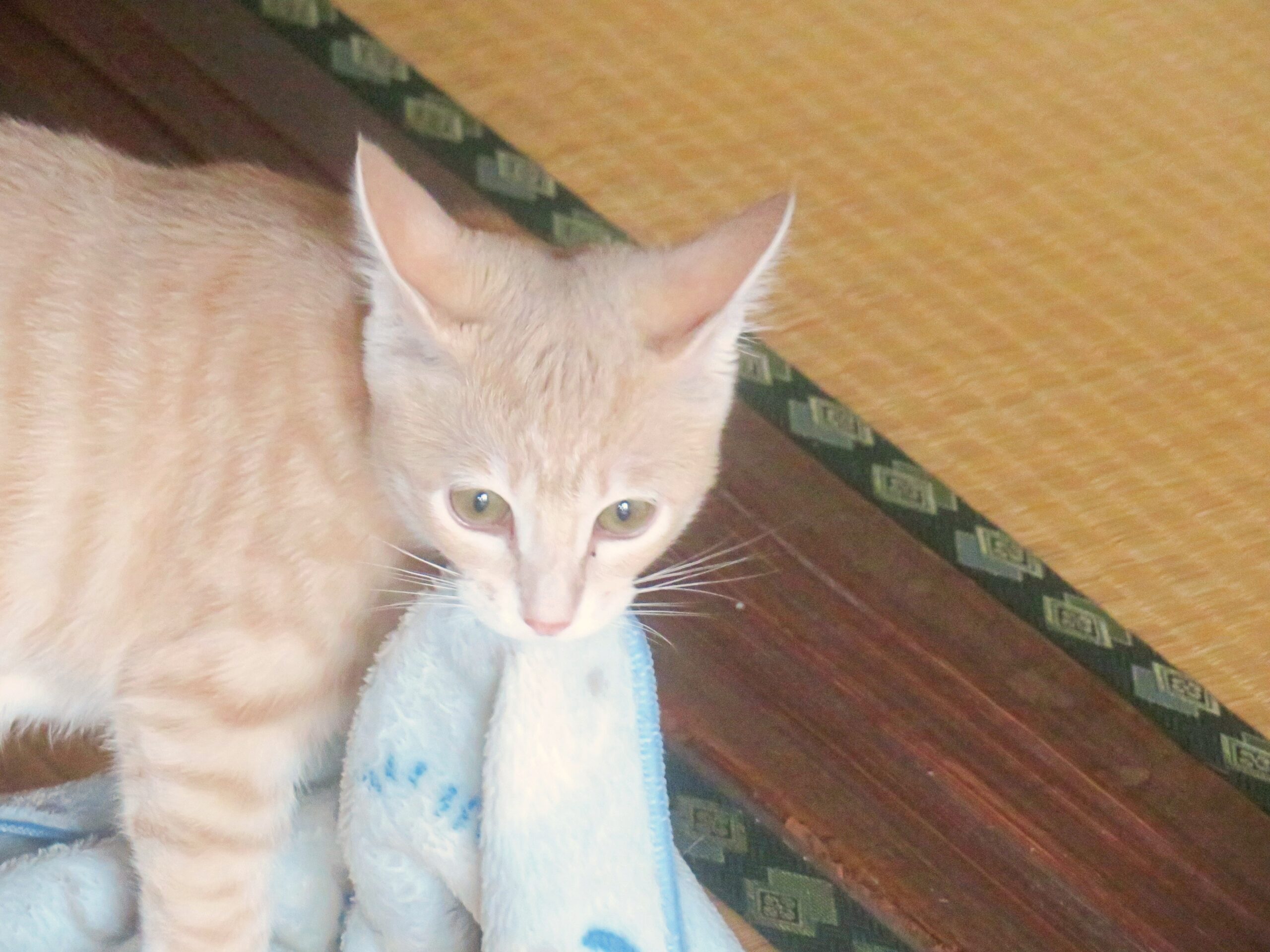 こねこ、そら、遊ぶ