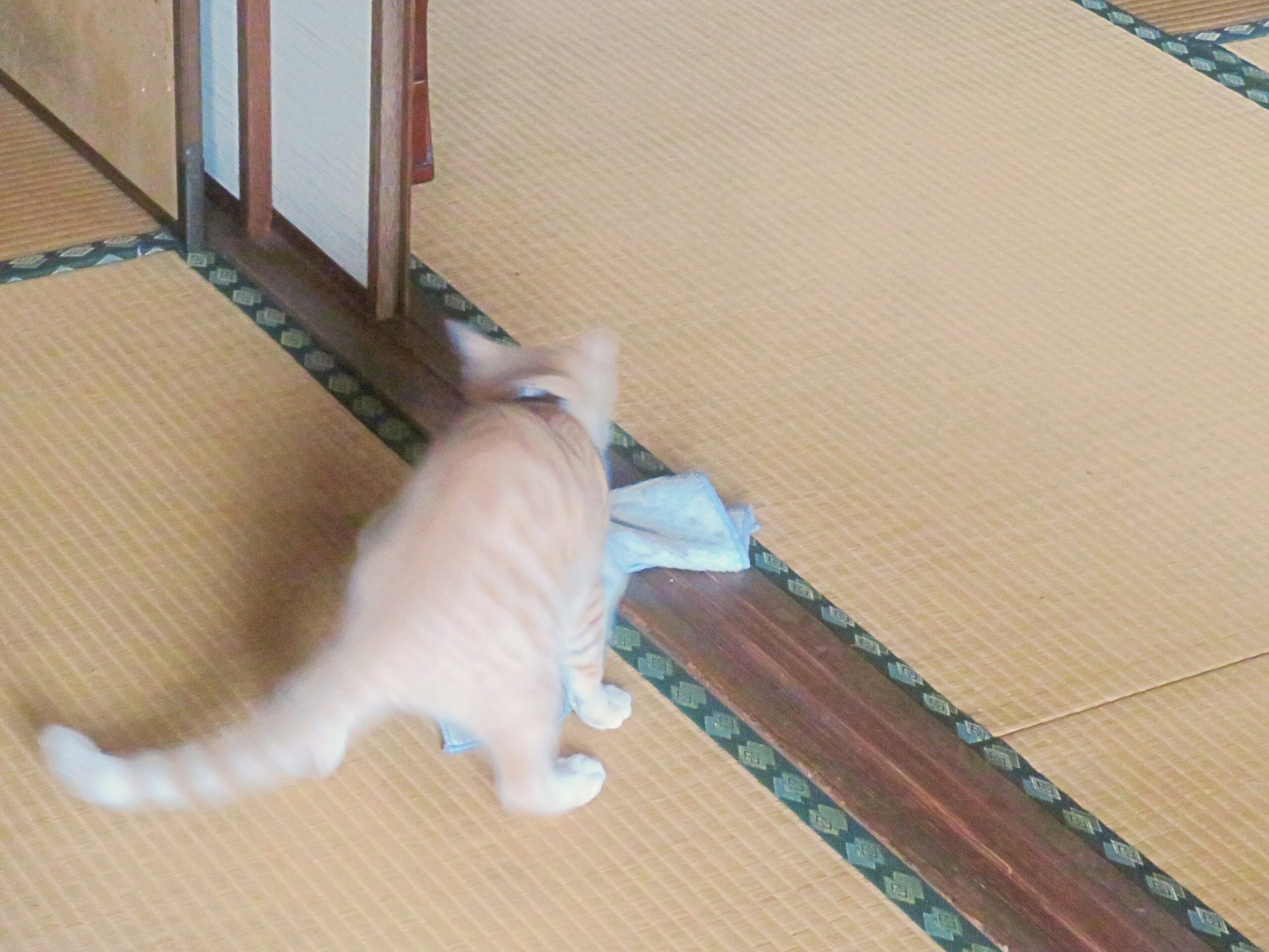 こねこ、そら、遊ぶ