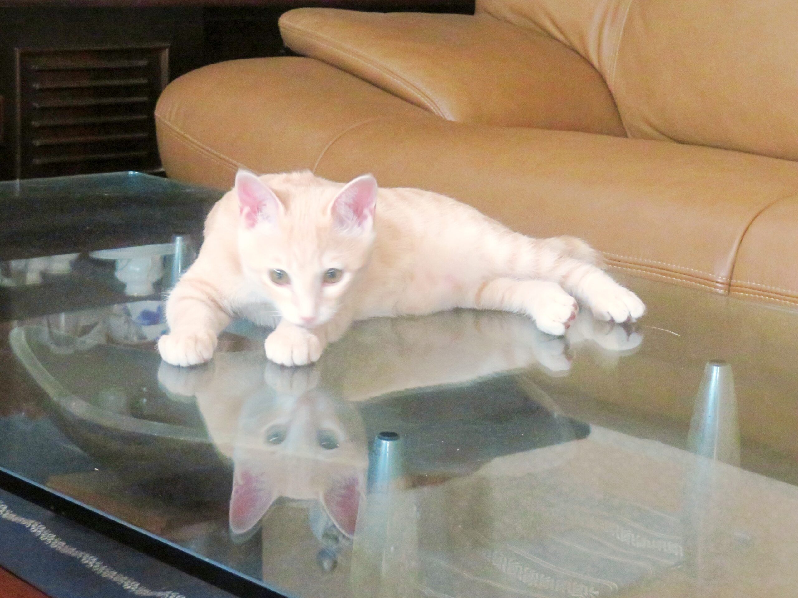 こねこ、そら、遊ぶ