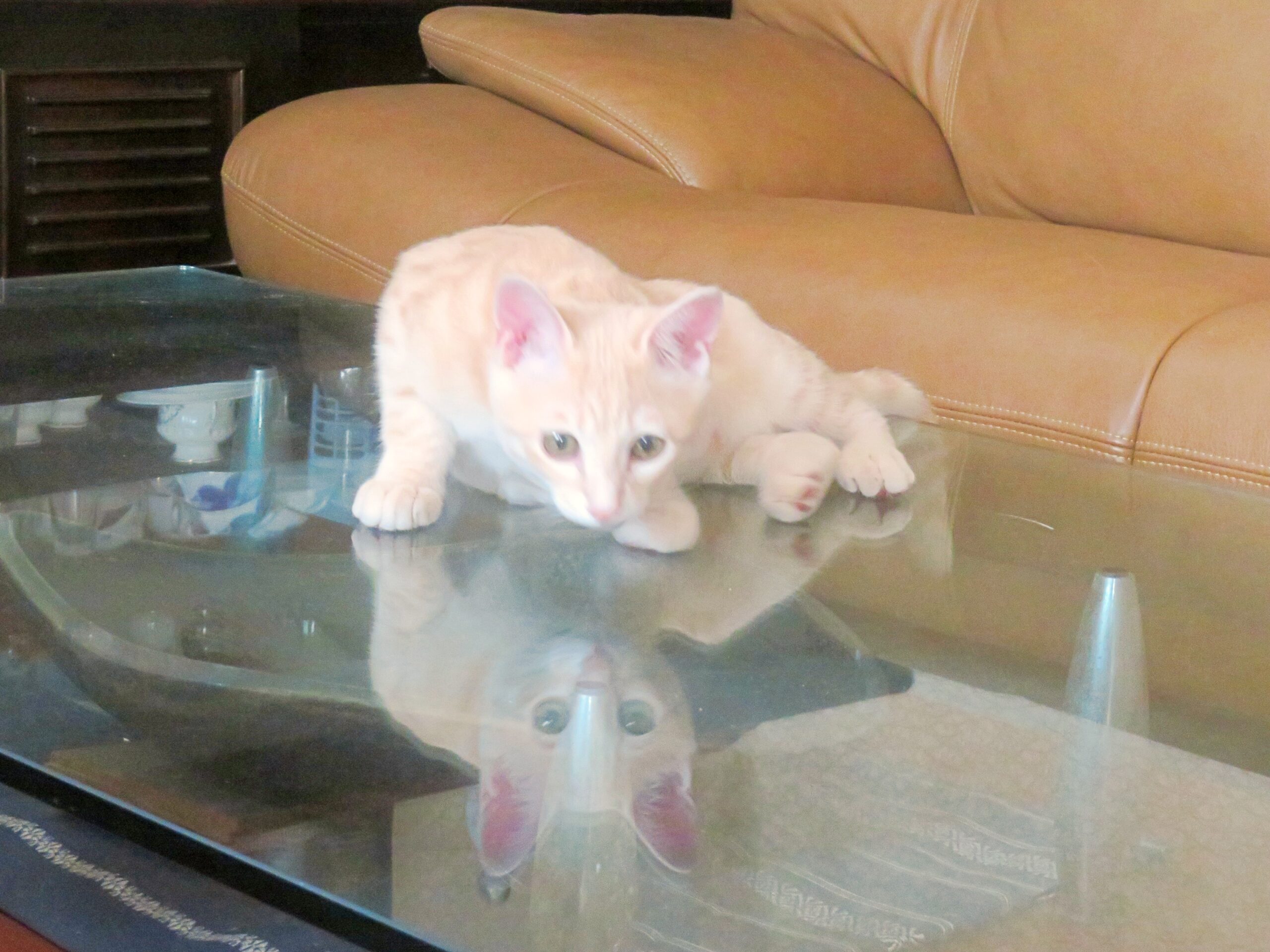 こねこ、そら、遊ぶ