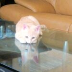 こねこ、そら、遊ぶ