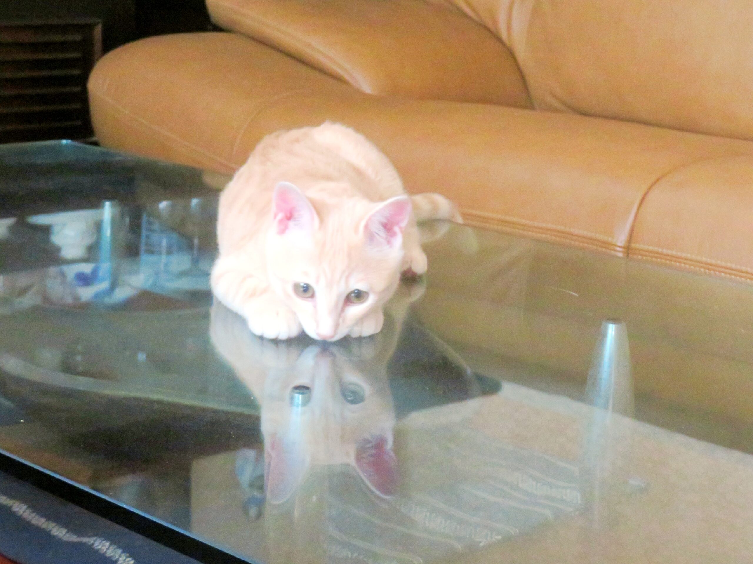 こねこ、そら、遊ぶ