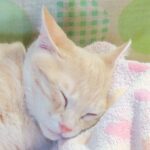 こねこ、そら、寝る
