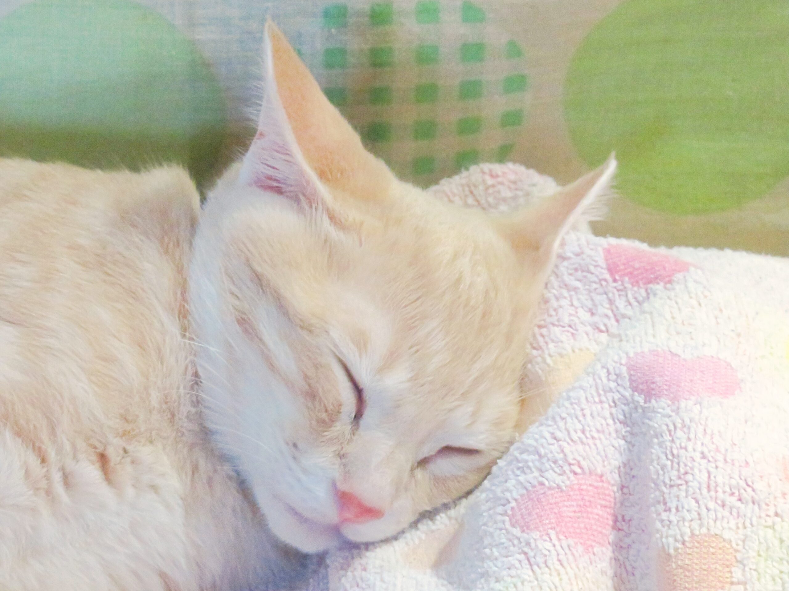 こねこ、そら、寝る
