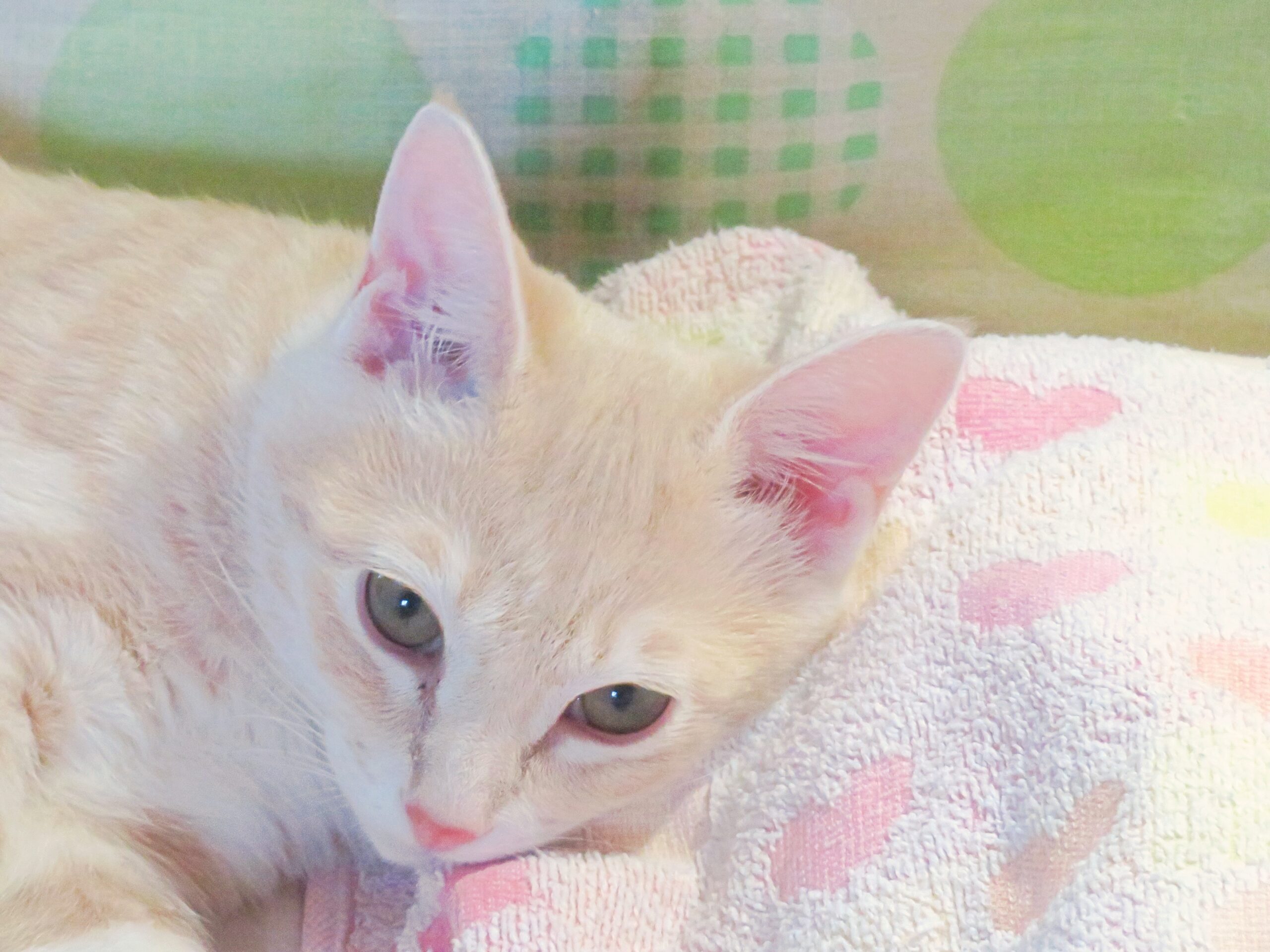こねこ、そら、寝る