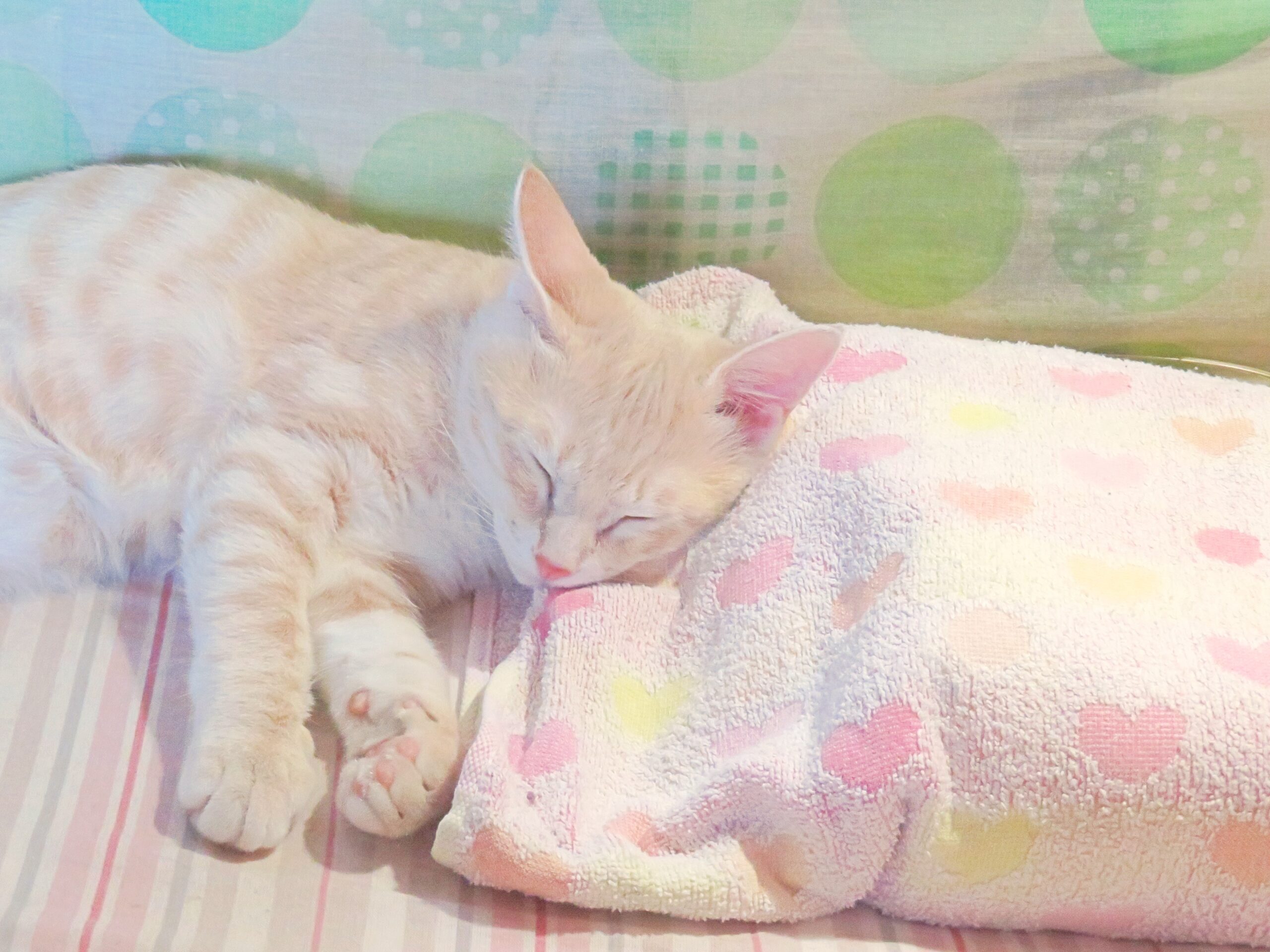 こねこ、そら、寝る