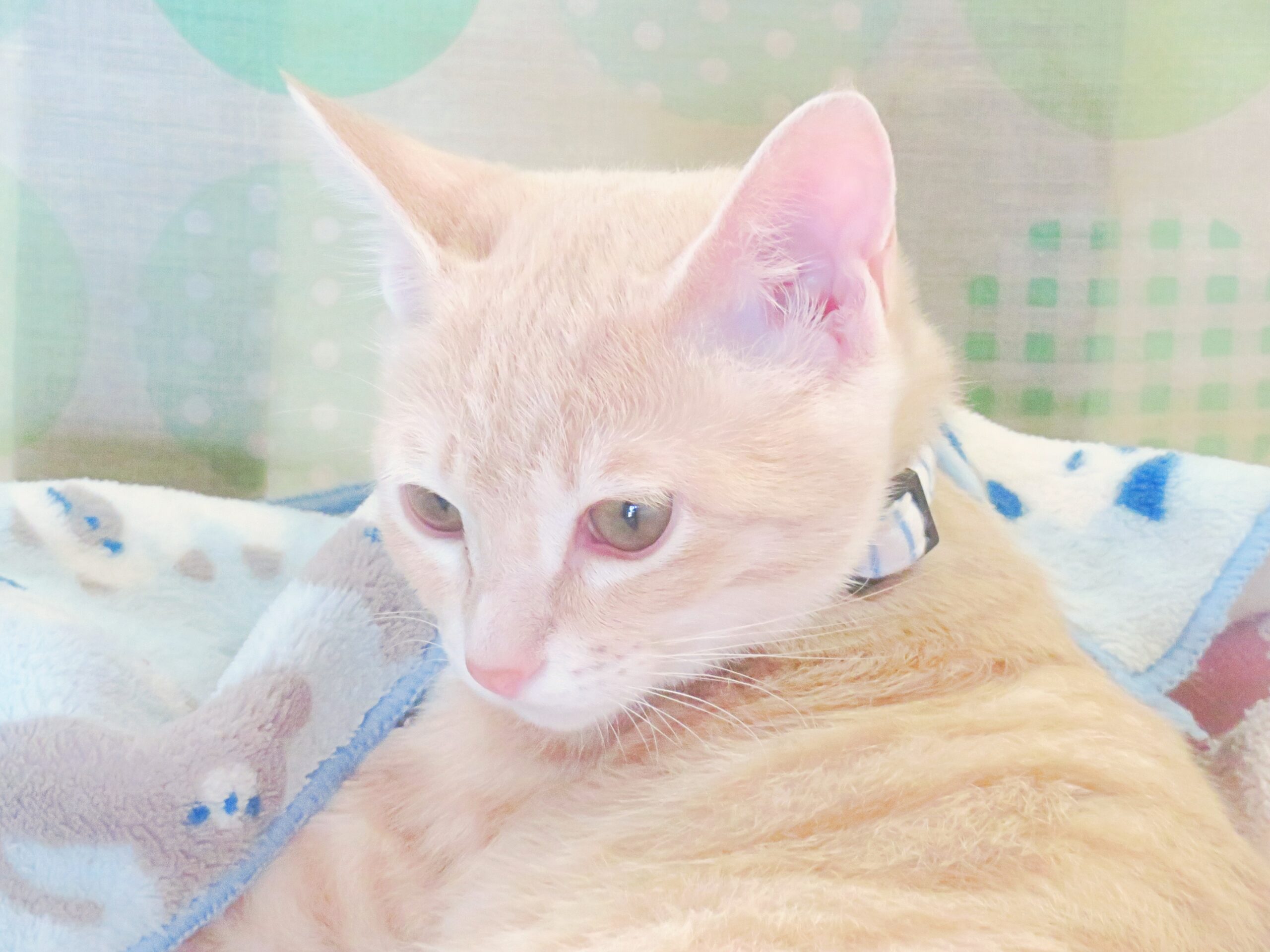こねこ、そら、寝る