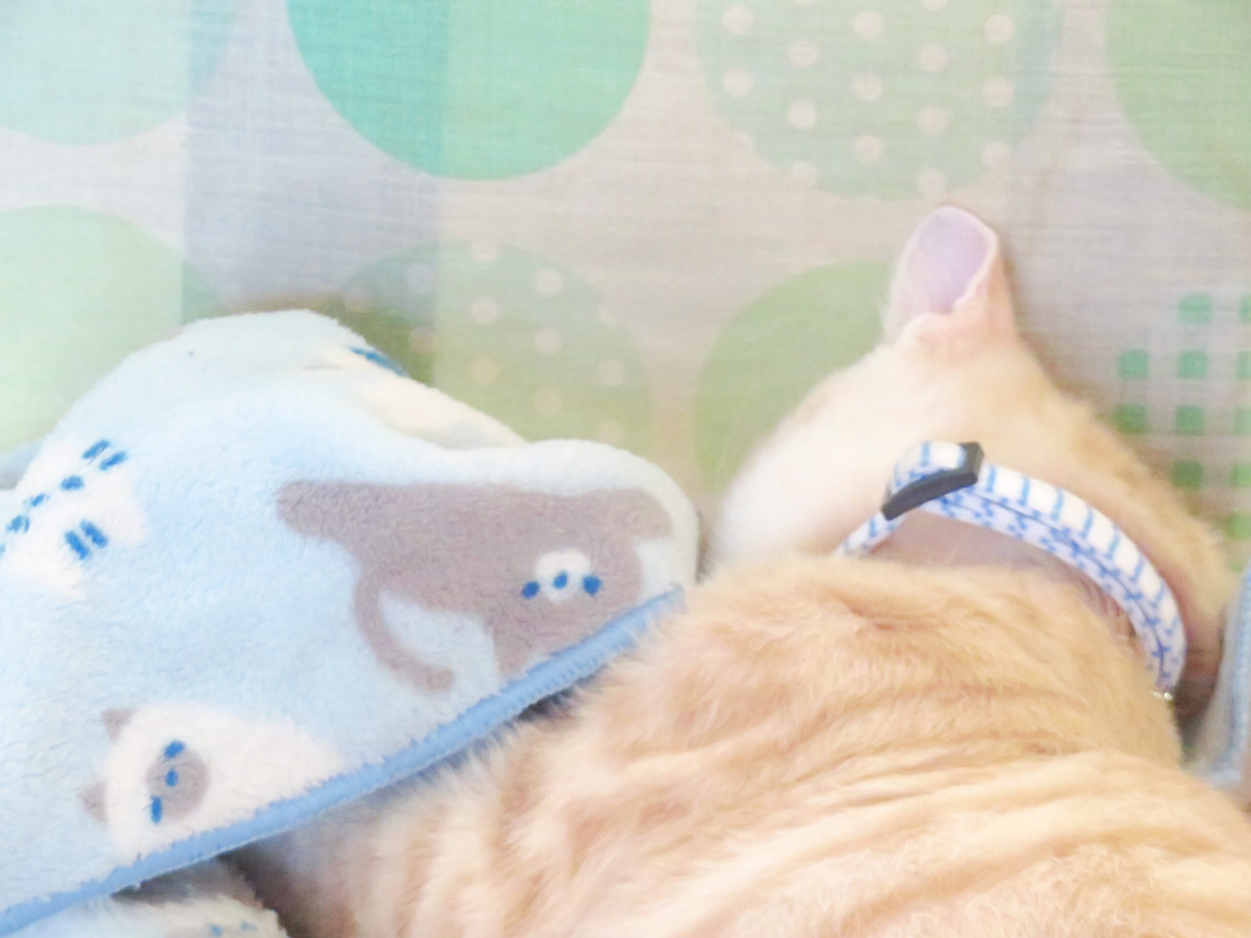 こねこ、そら、寝る