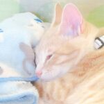 こねこ、そら、寝る