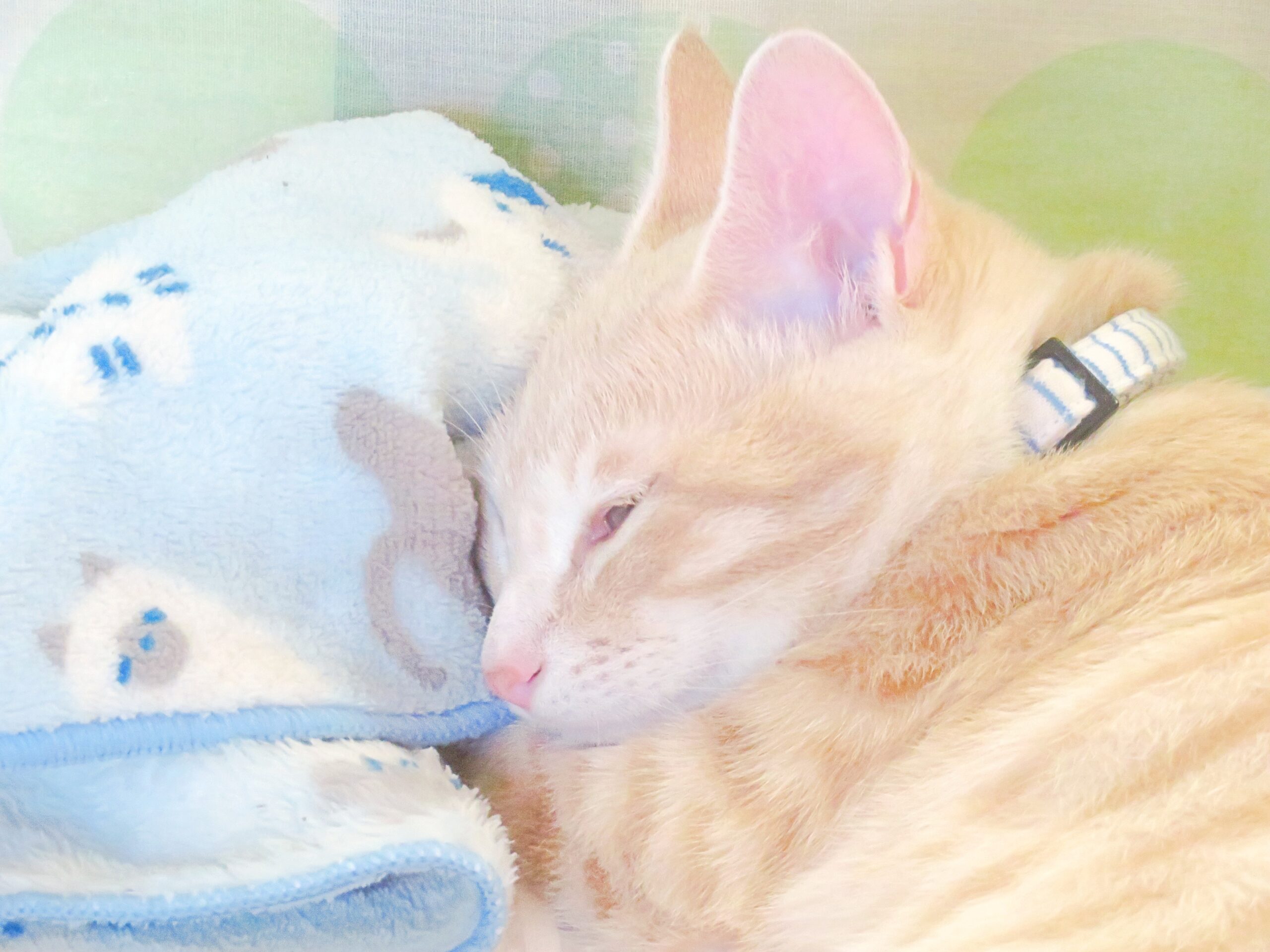 こねこ、そら、寝る
