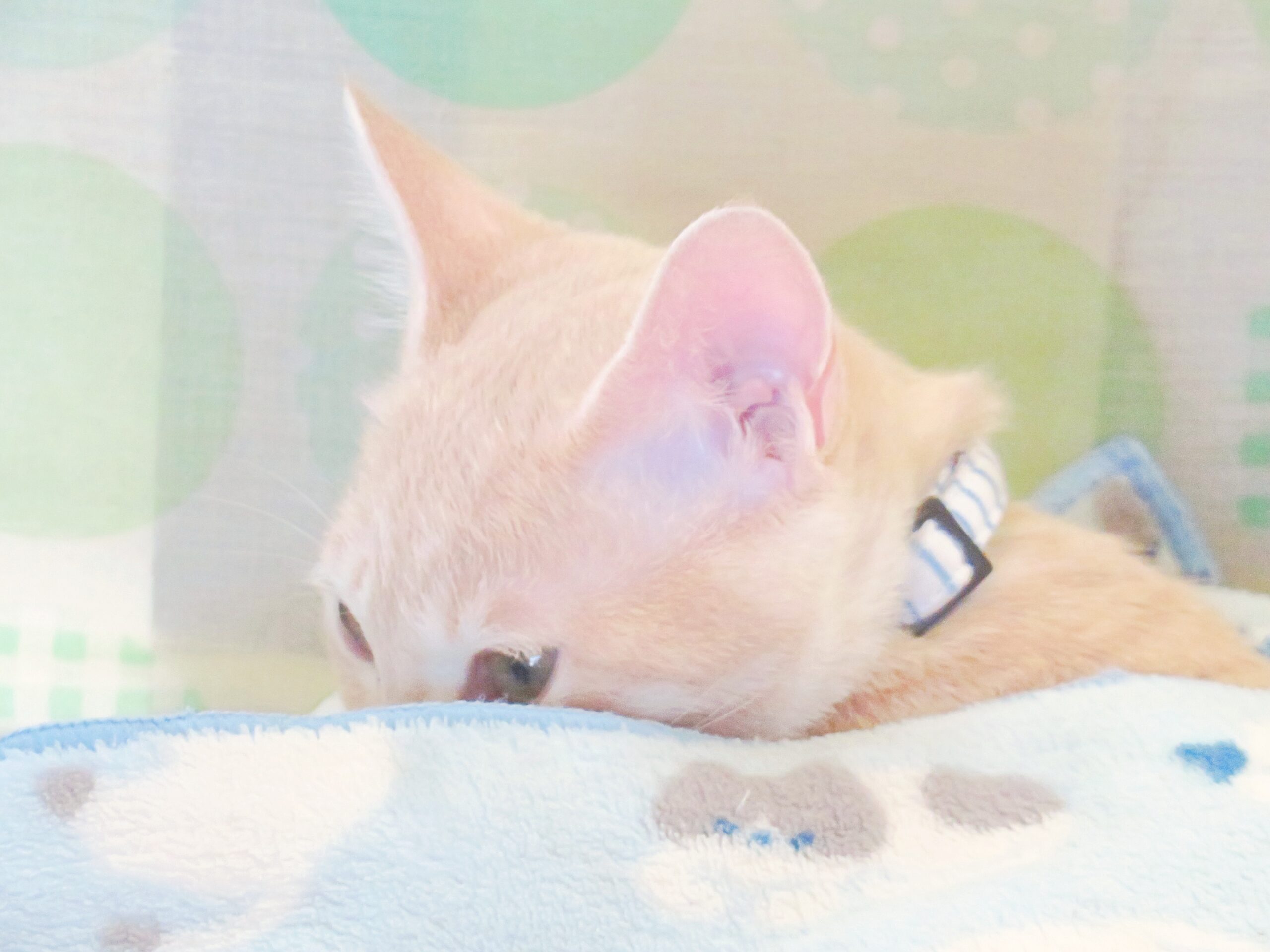 こねこ、そら、ベッド