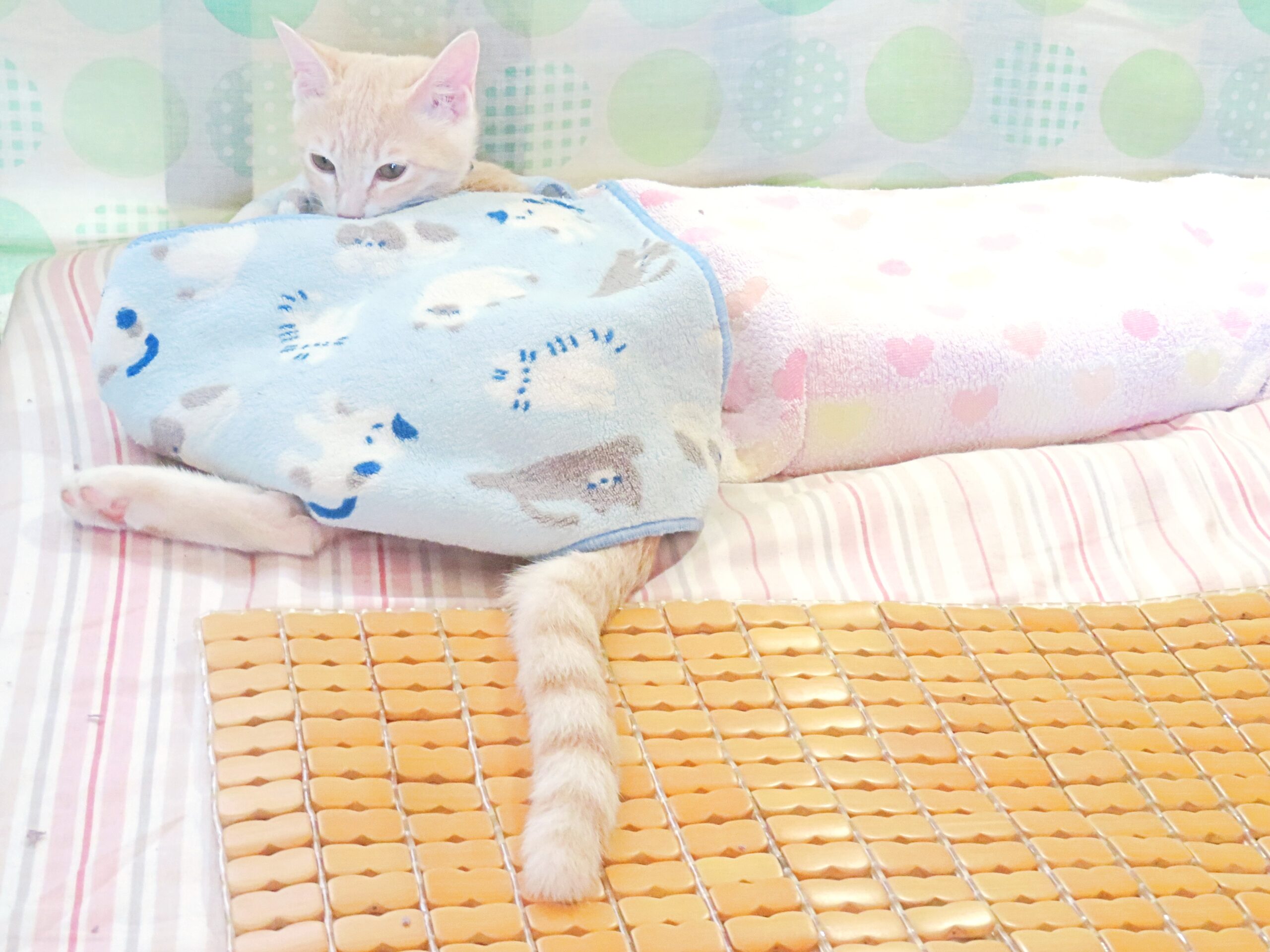 こねこ、そら、ベッド