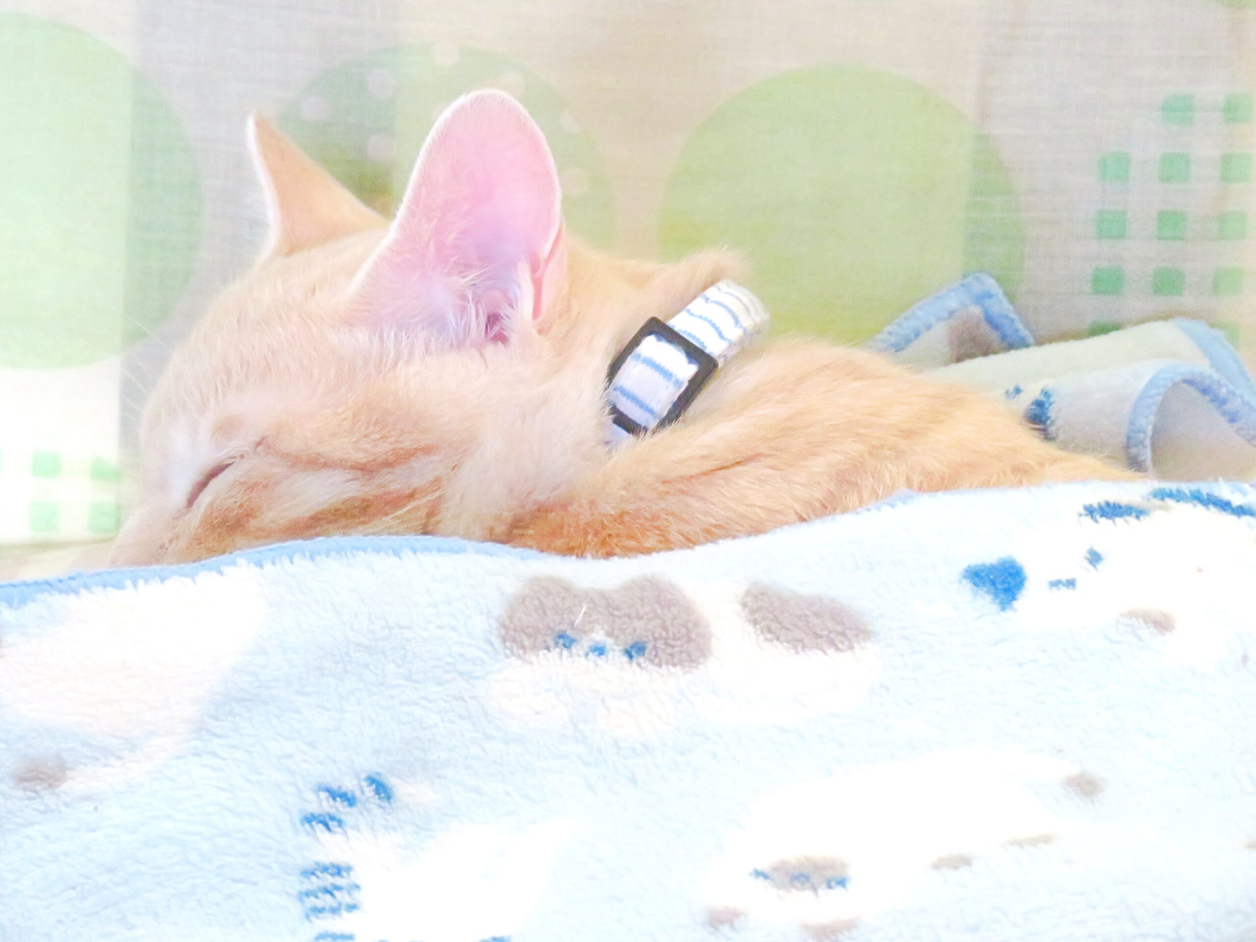 こねこ、そら、ベッド