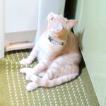 こねこ、そら、遊ぶ