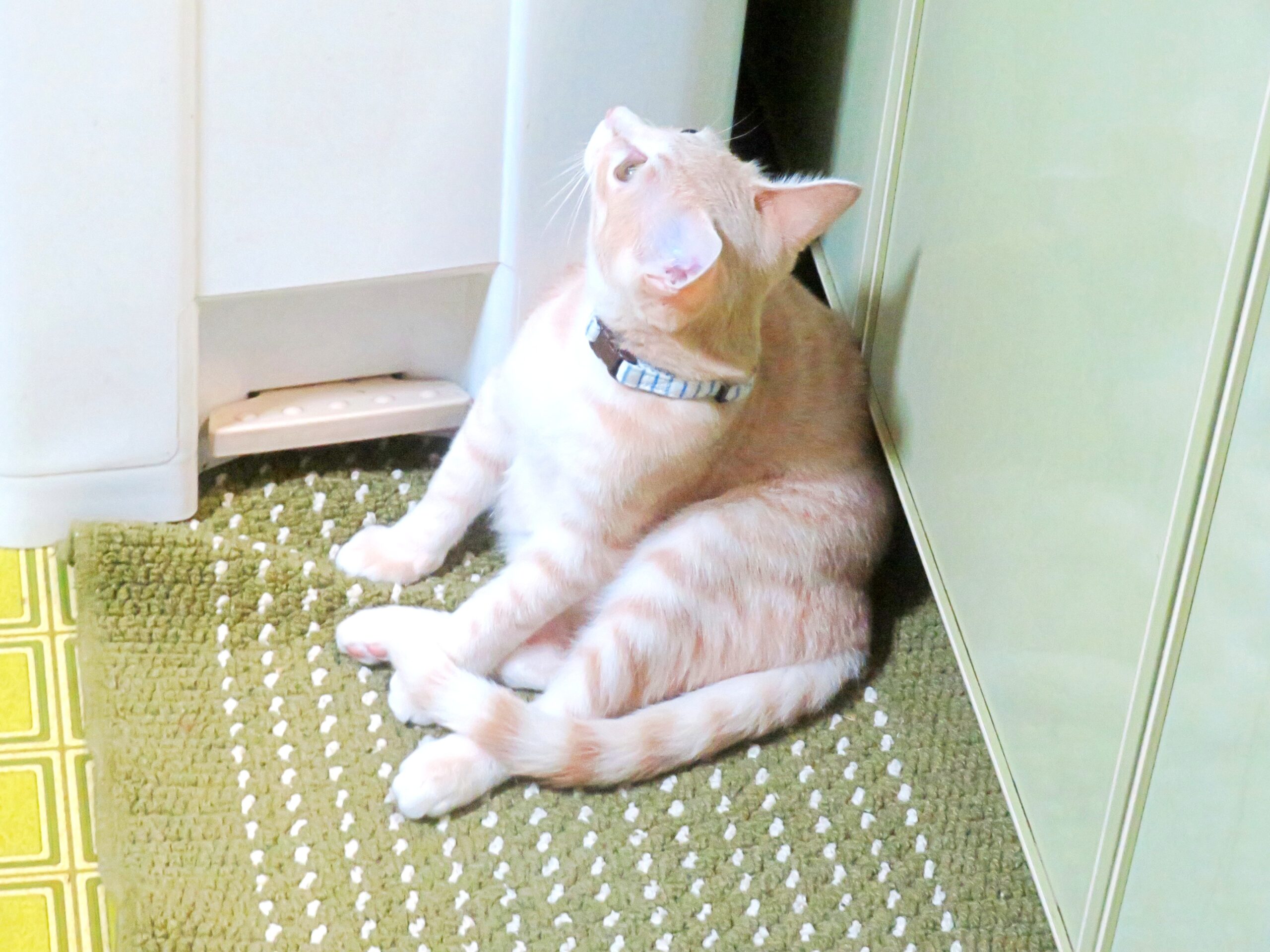 こねこ、そら、遊ぶ