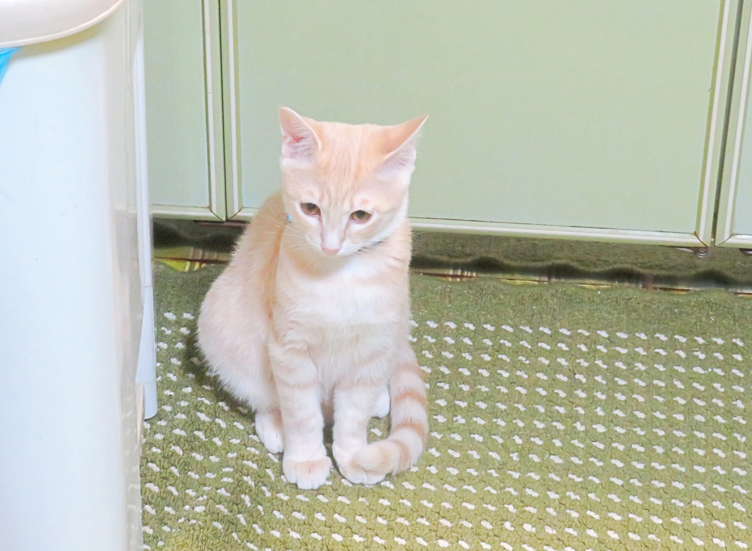 こねこ、そら、遊ぶ