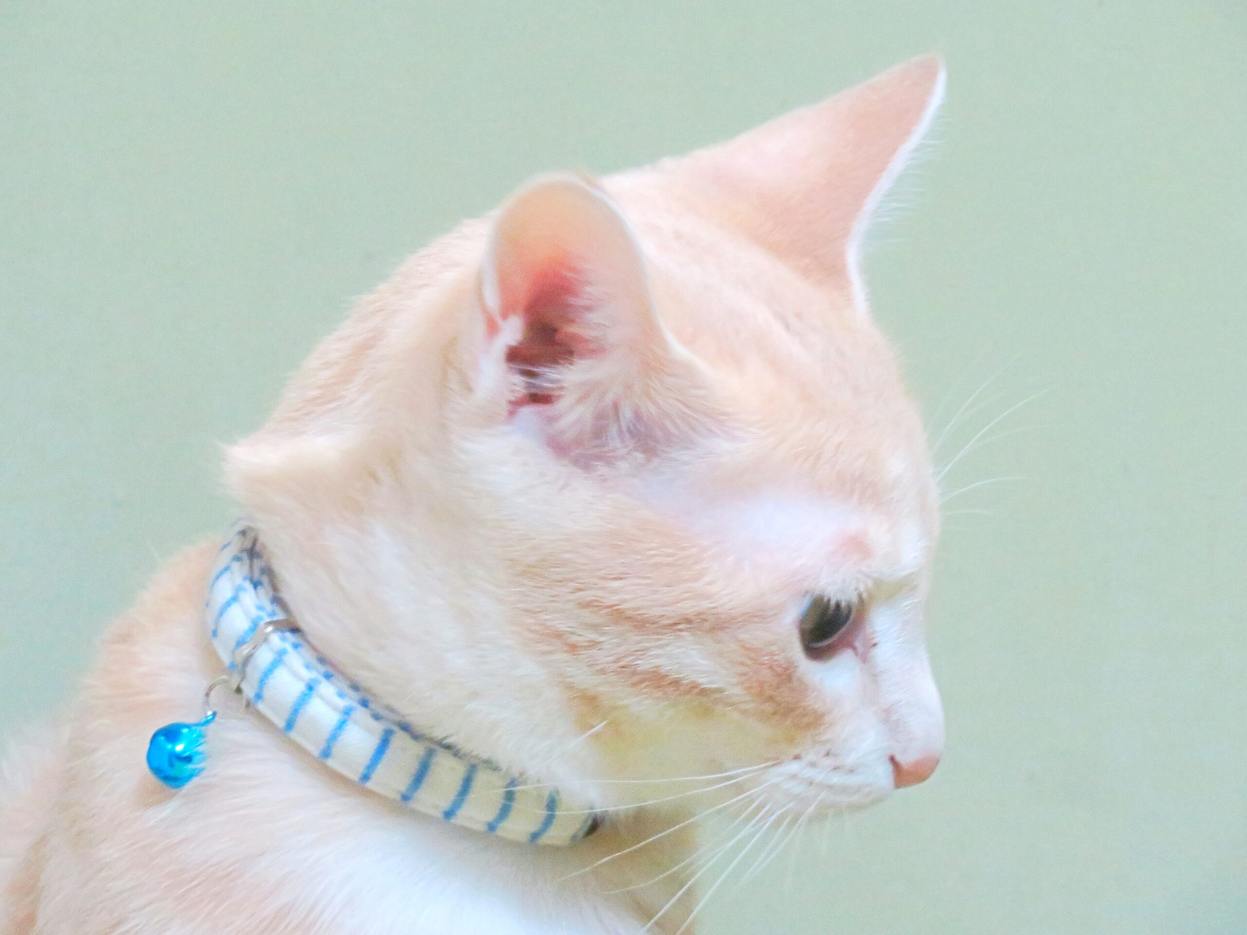 こねこ、そら、遊ぶ