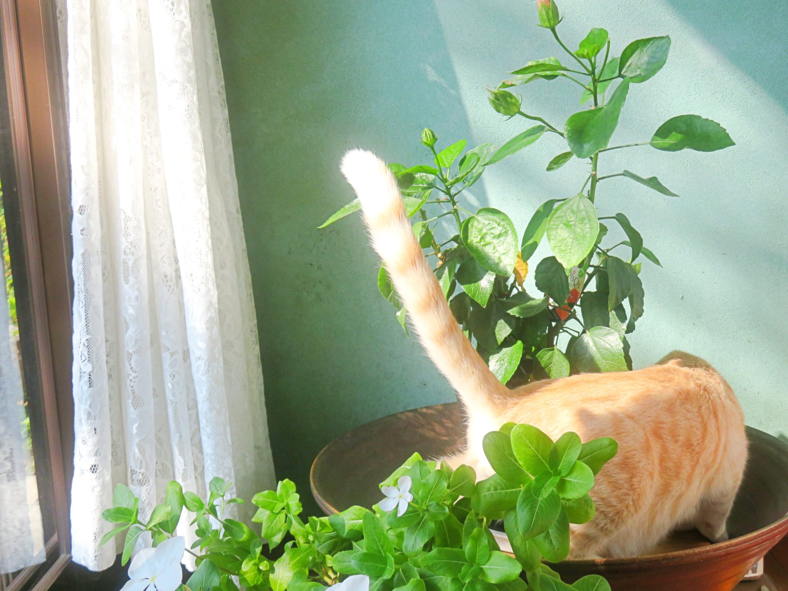 こねこ、そら、遊ぶ