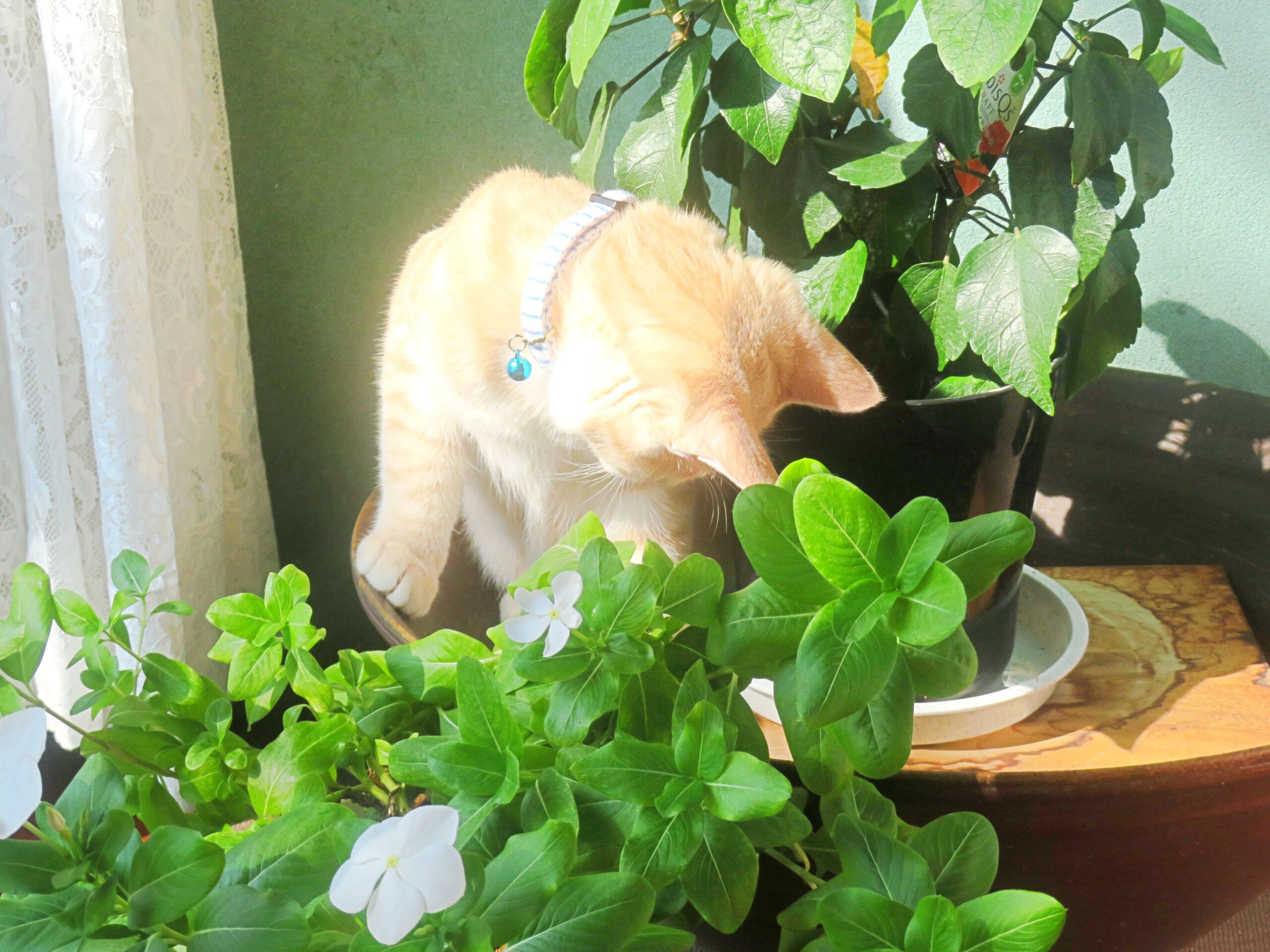 こねこ、そら、遊ぶ