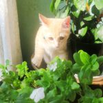 こねこ、そら、遊ぶ
