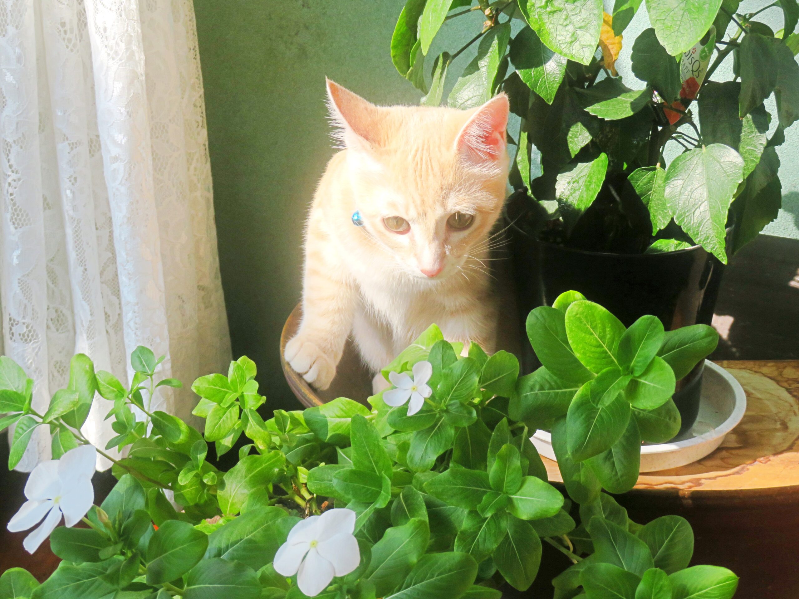 こねこ、そら、遊ぶ