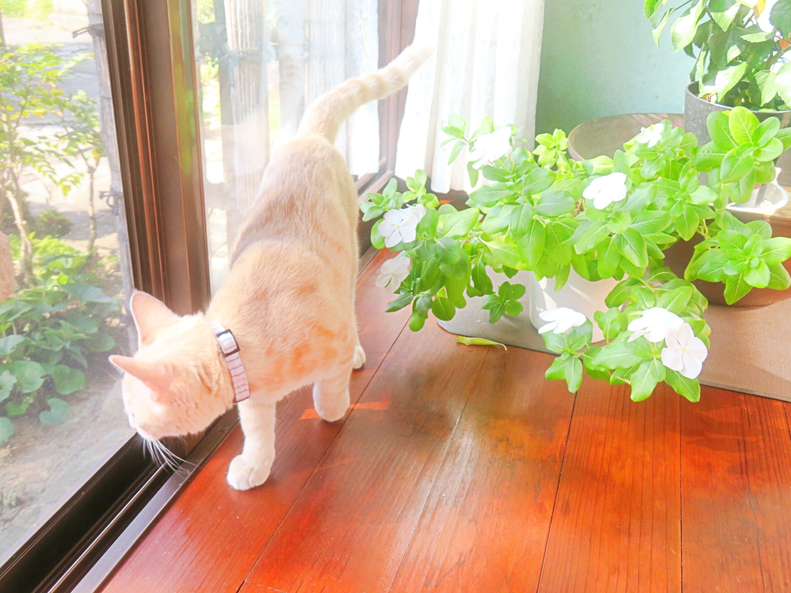 こねこ、そら、遊ぶ