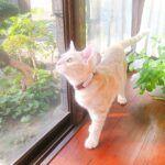 こねこ、そら、遊ぶ