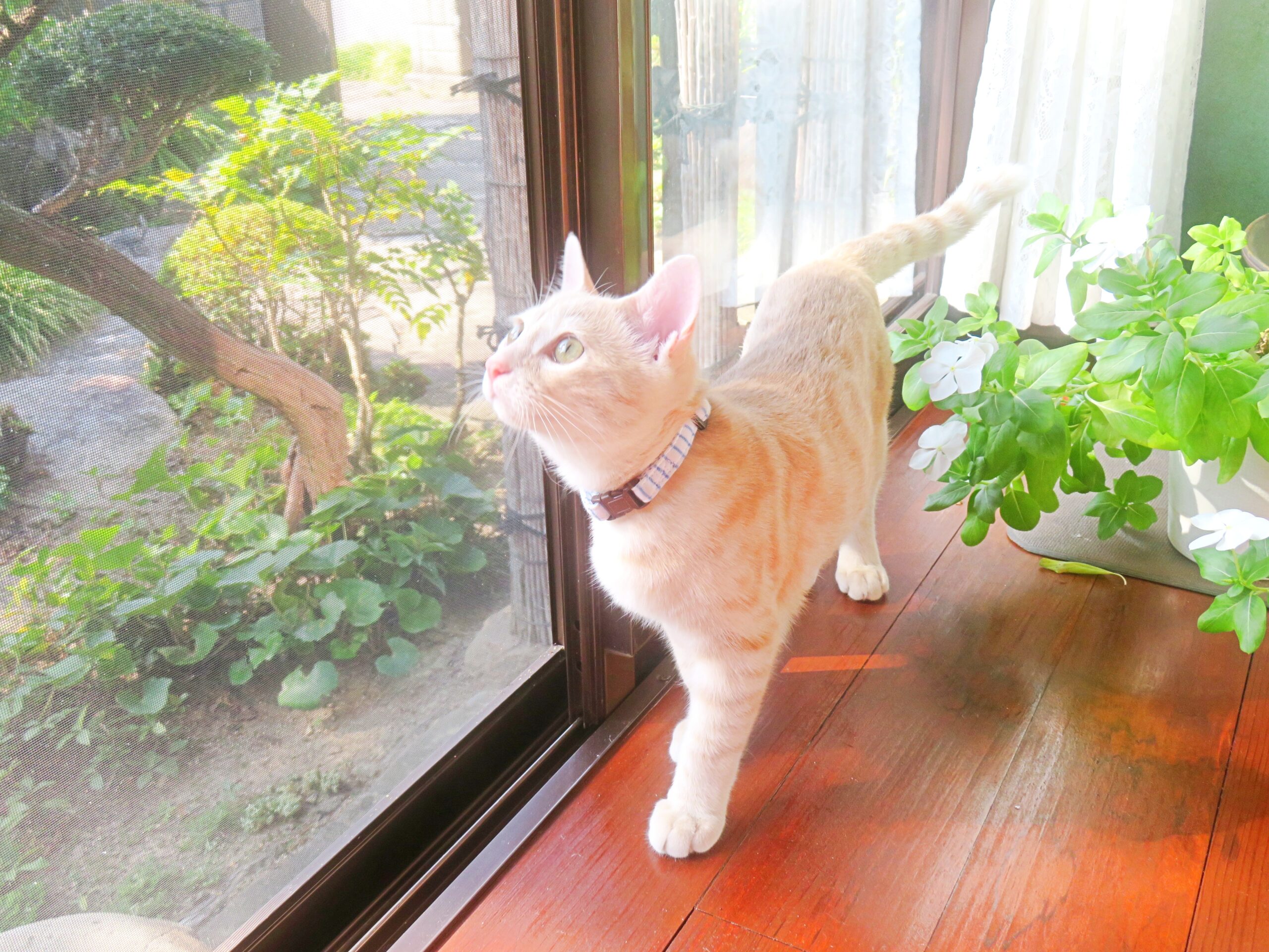 こねこ、そら、遊ぶ