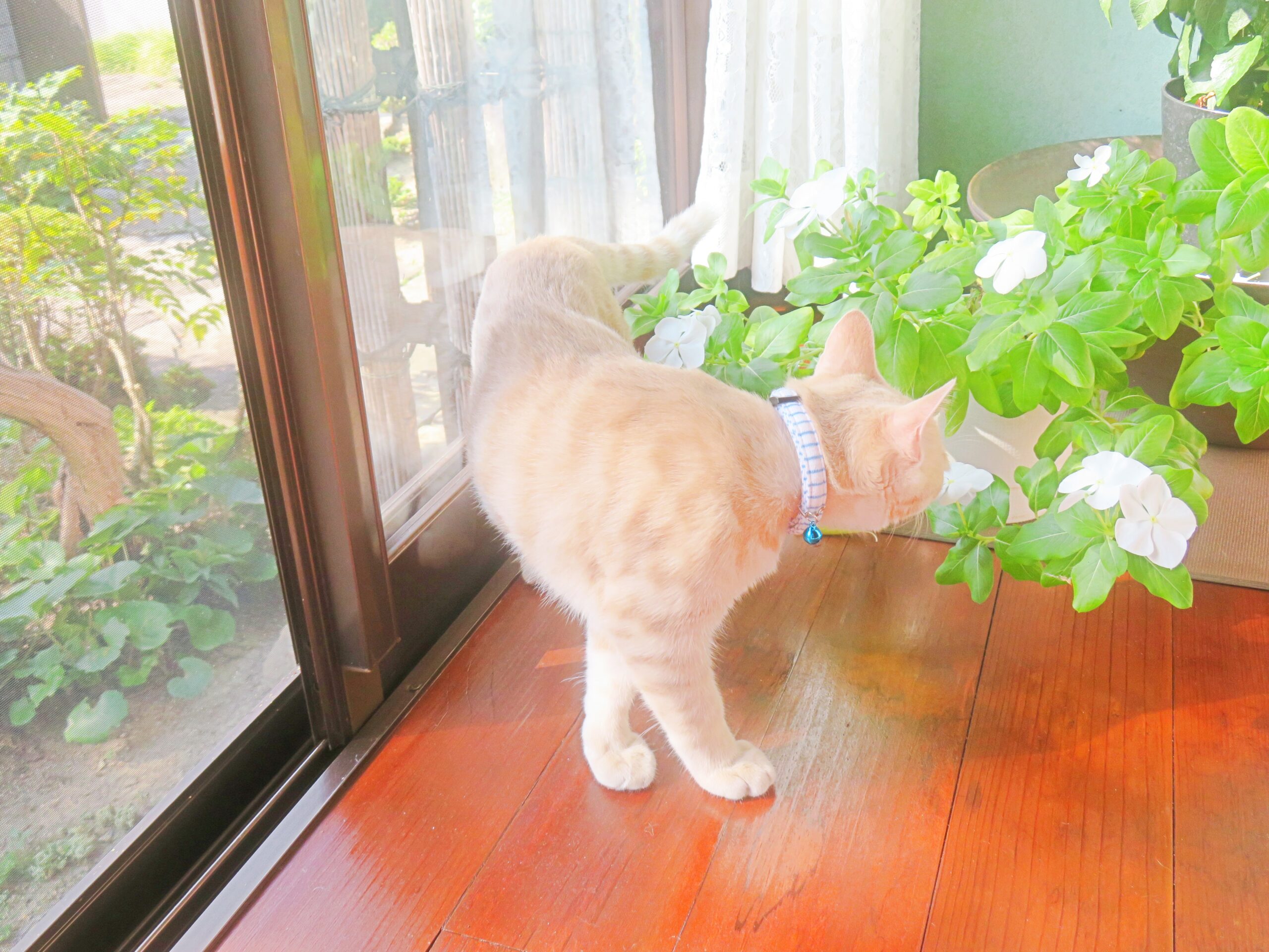 こねこ、そら、遊ぶ