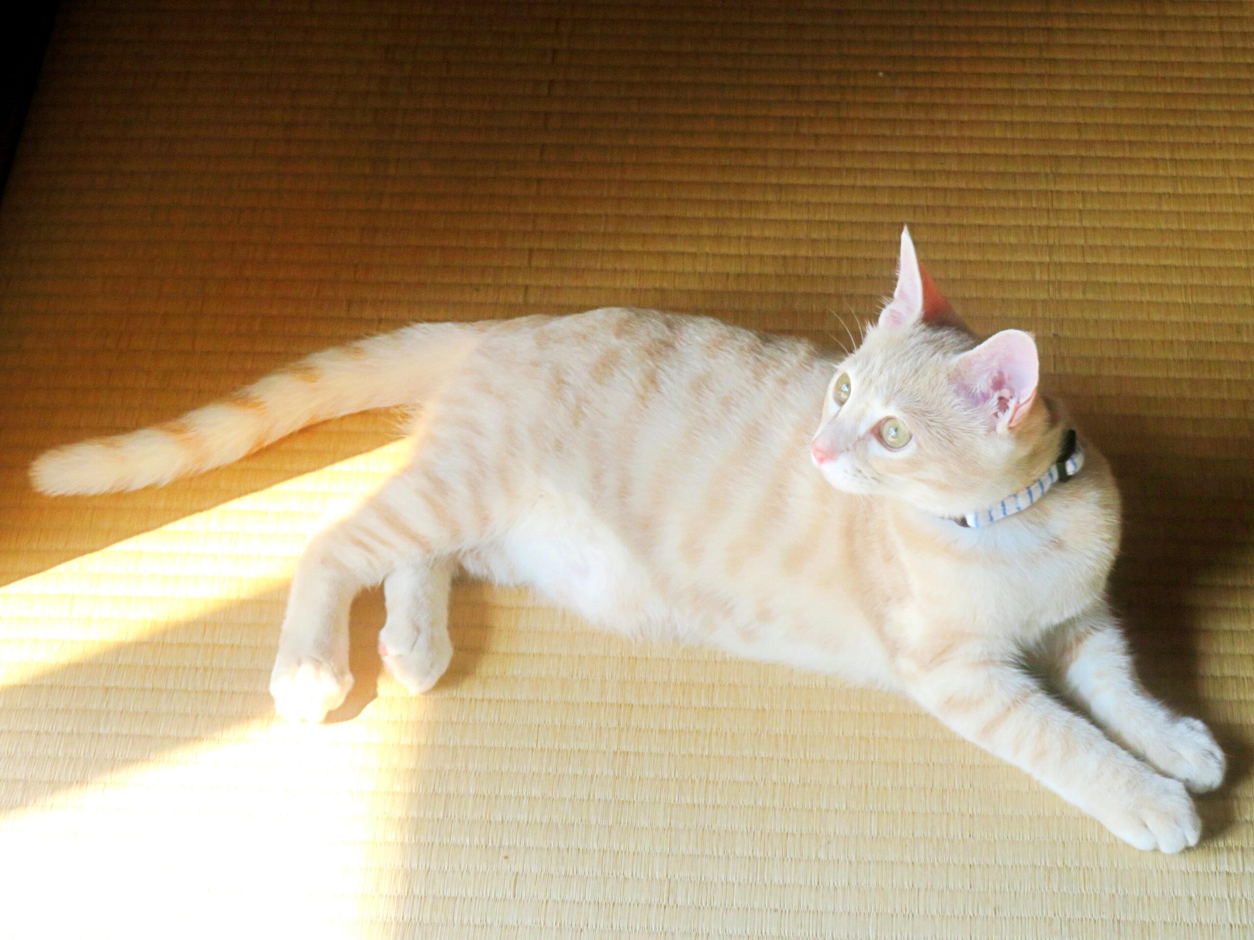 こねこ、そら、遊ぶ