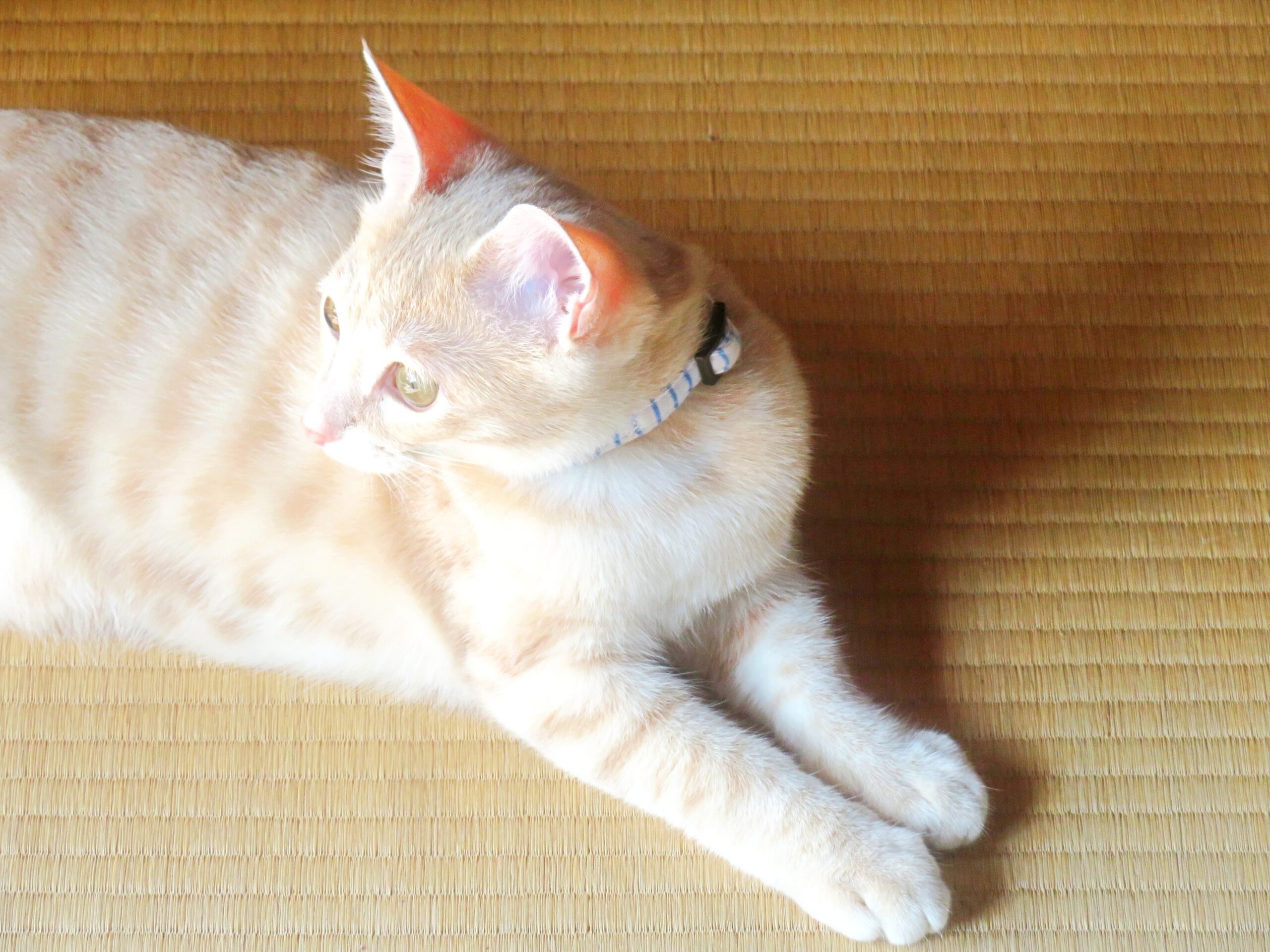 こねこ、そら、遊ぶ