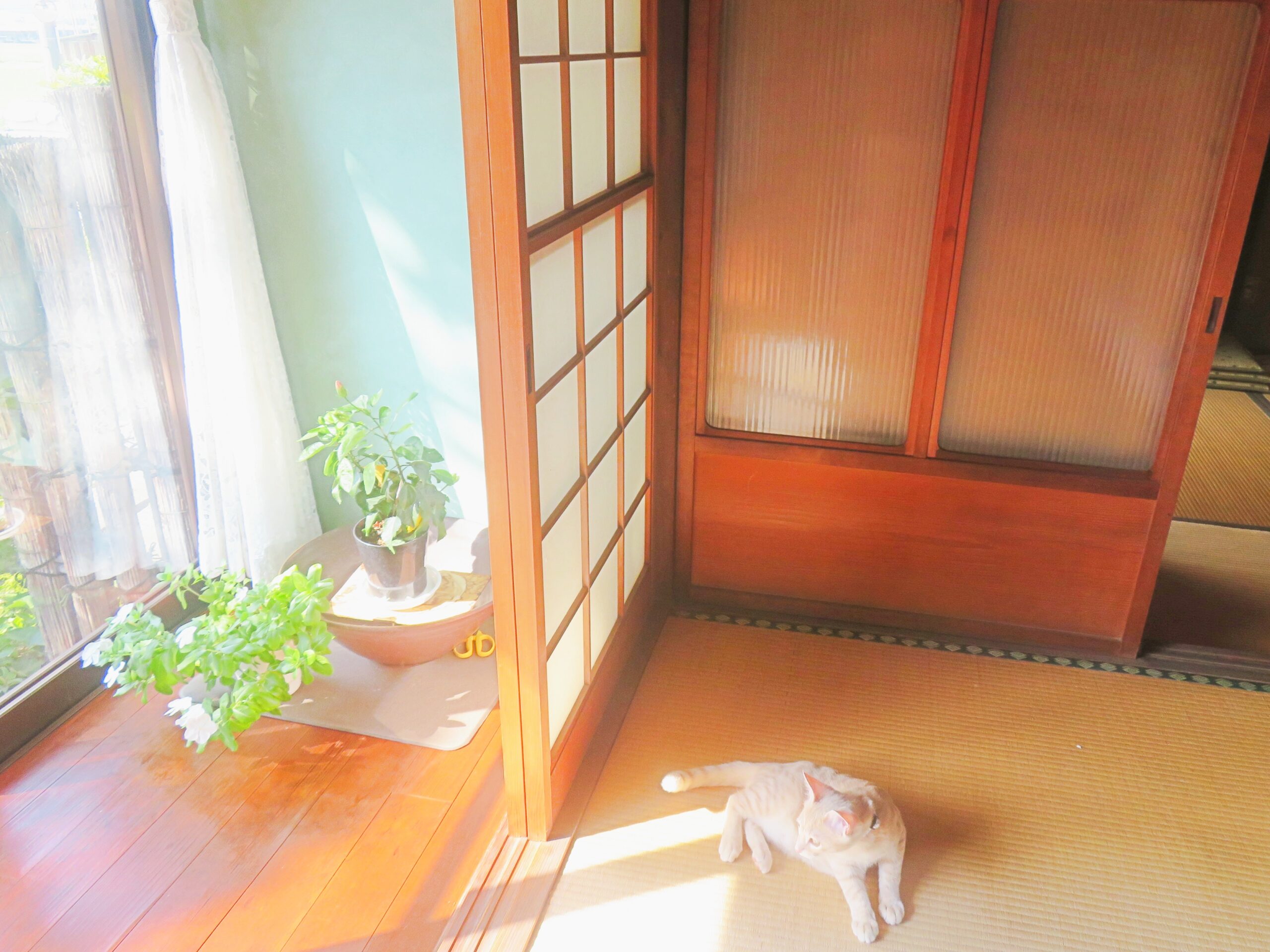 こねこ、そら、遊ぶ