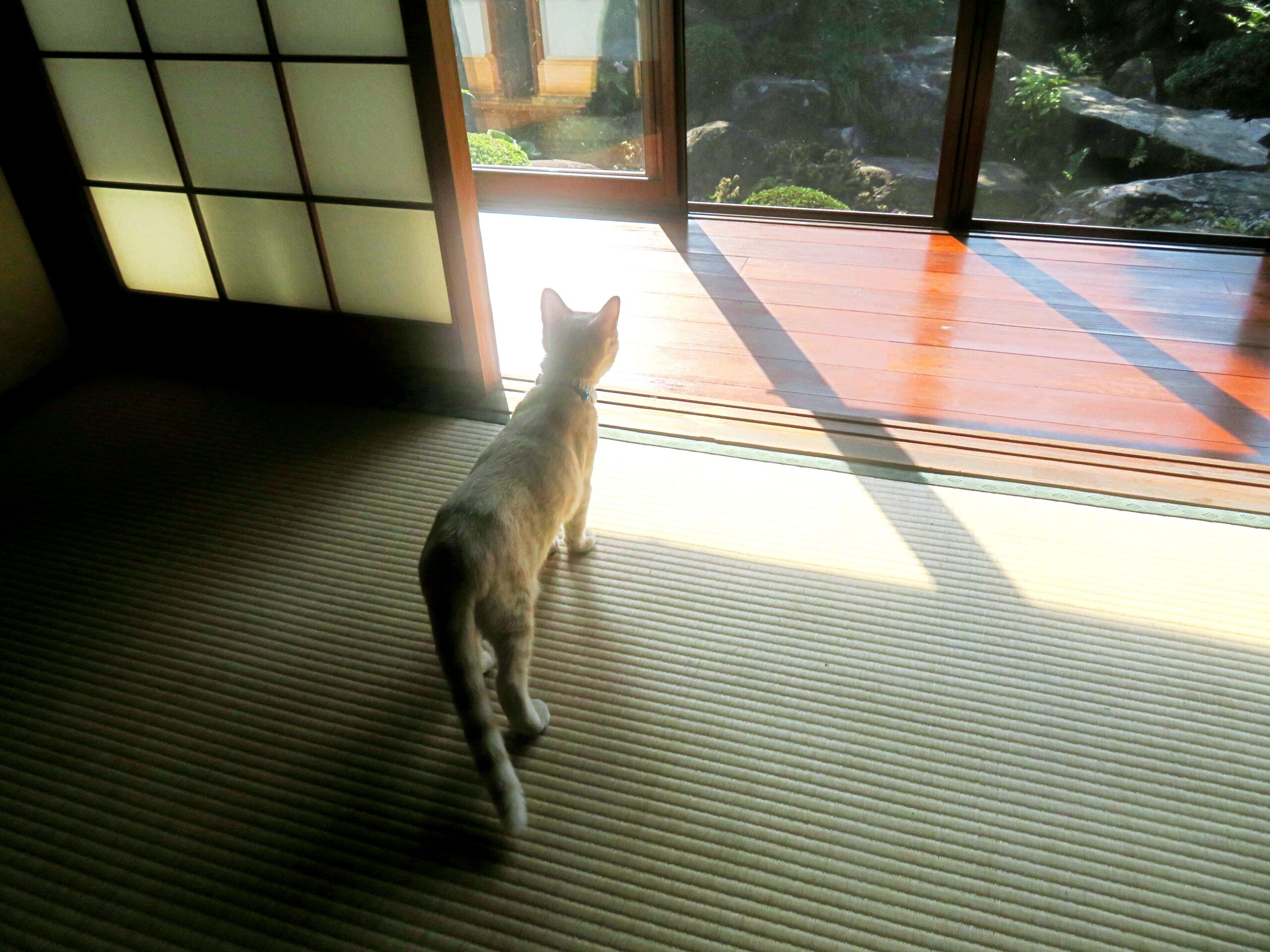 こねこ、そら、遊ぶ
