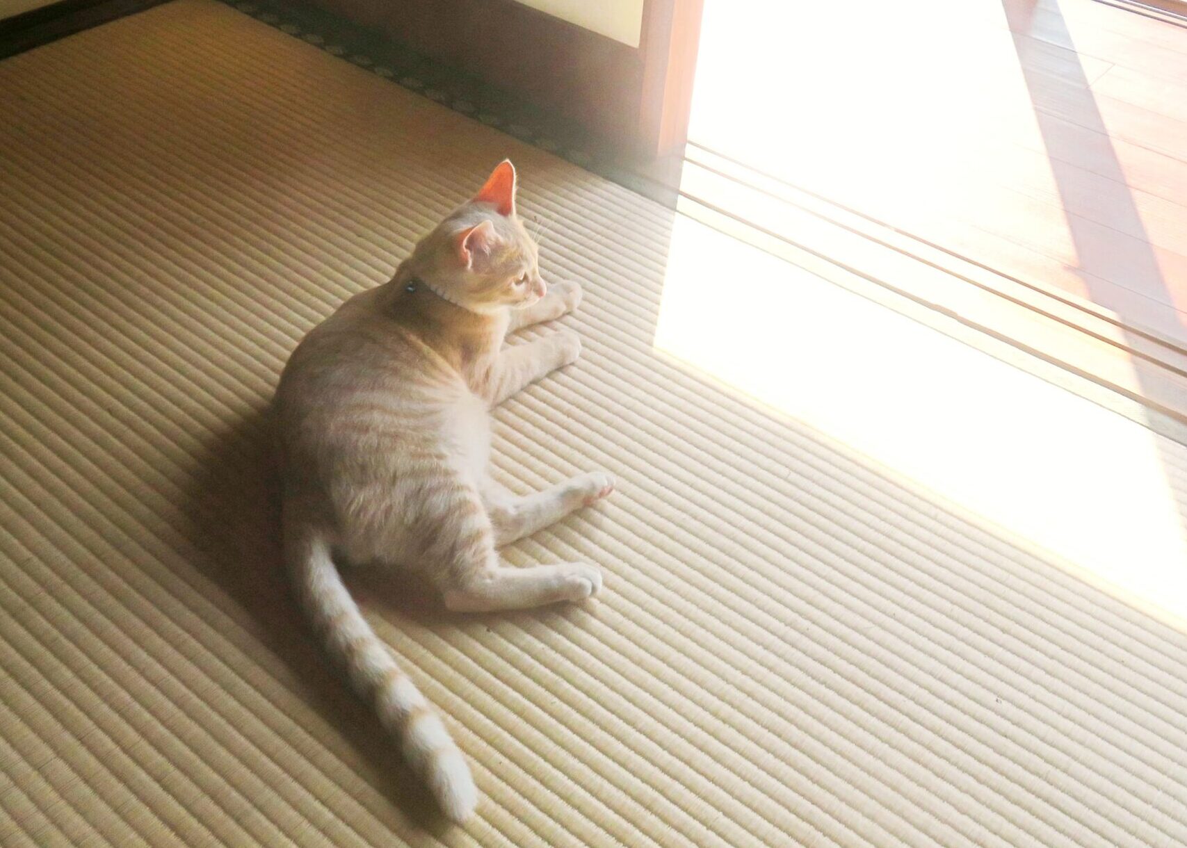 こねこ、そら、遊ぶ