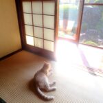 こねこ、そら、遊ぶ
