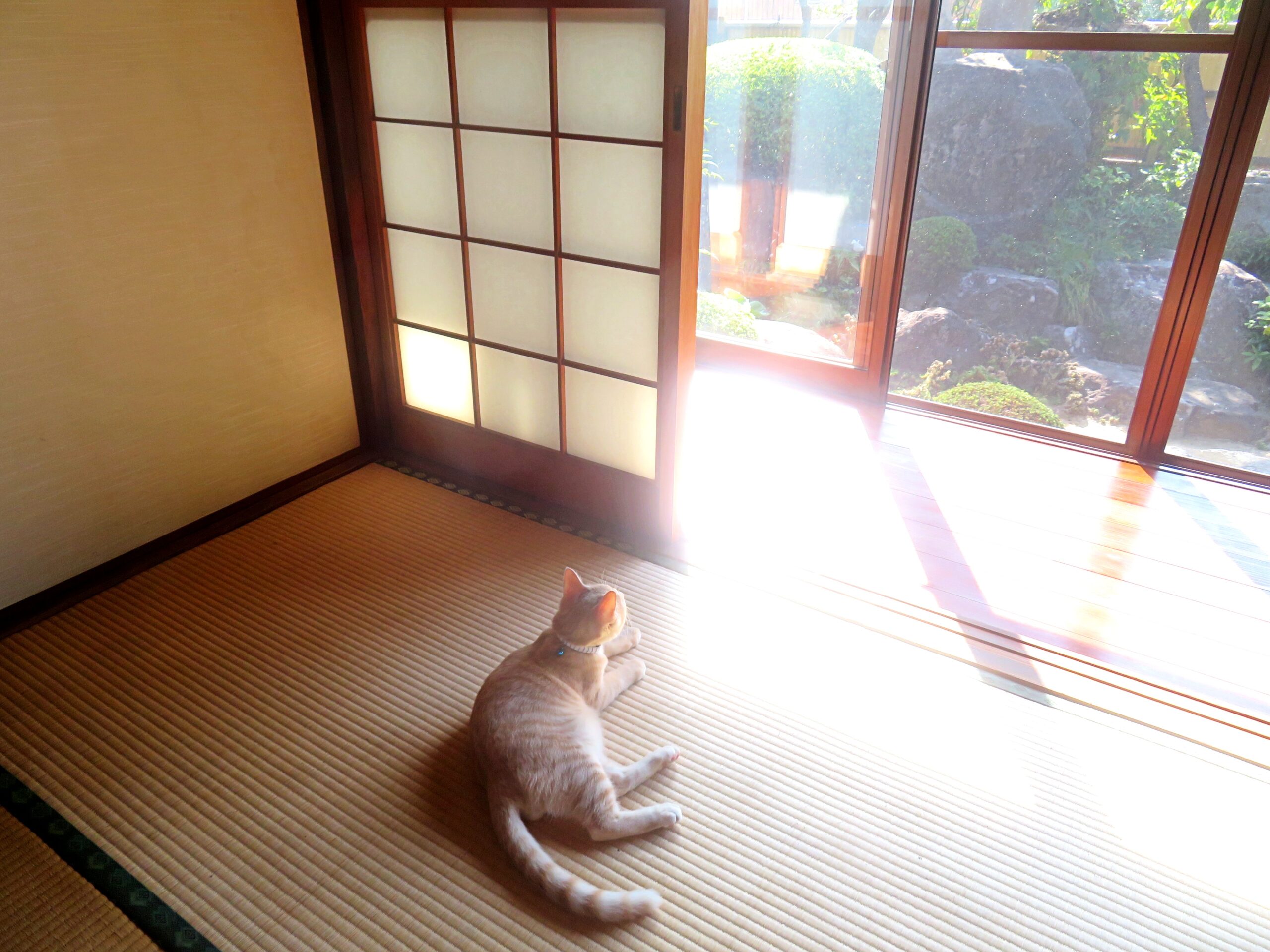 こねこ、そら、遊ぶ