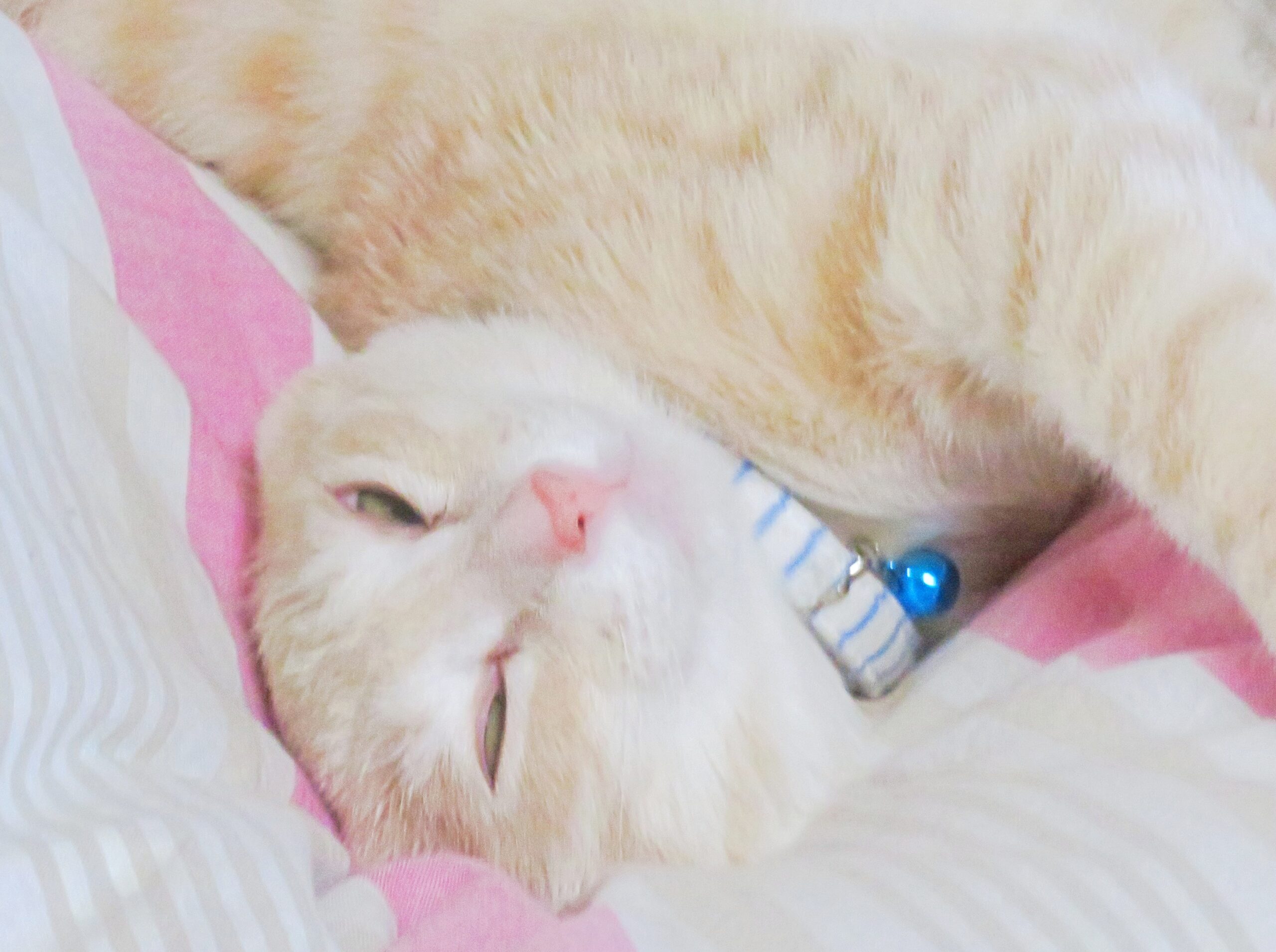 こねこ、そら、ベッド