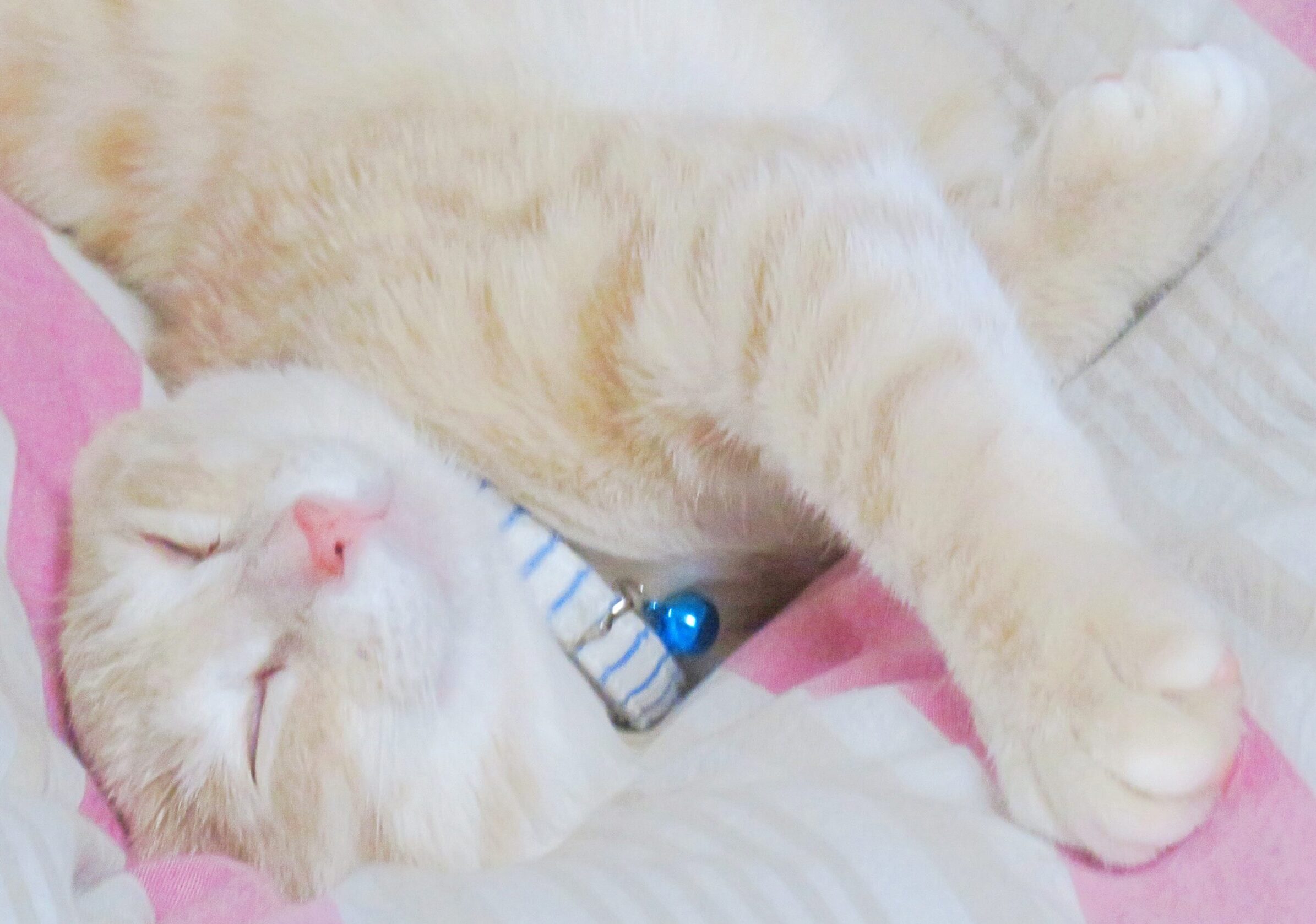 こねこ、そら、ベッド